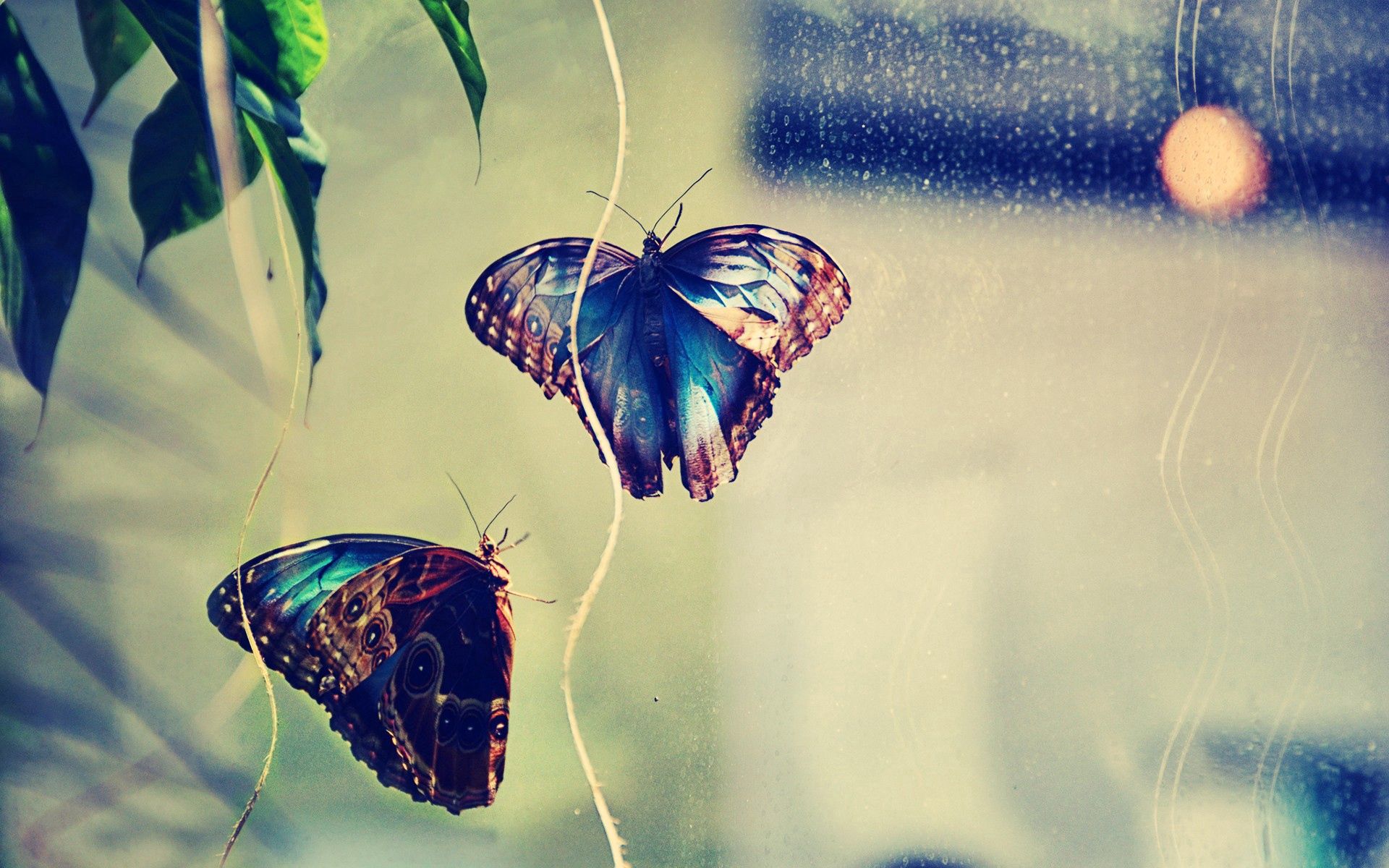 Download mobile wallpaper Macro, Glare, Insect, Background, Pair, Couple, Butterflies for free.