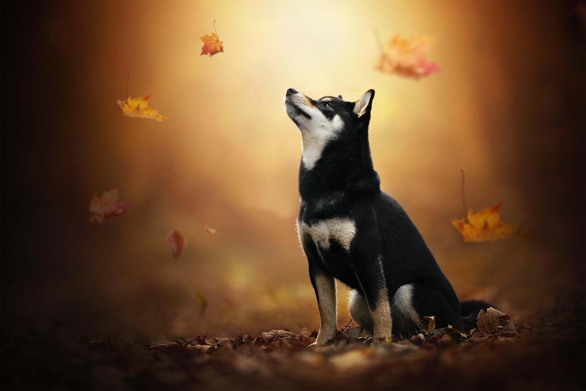 Download mobile wallpaper Dogs, Dog, Blur, Leaf, Animal, Puppy, Husky, Baby Animal for free.