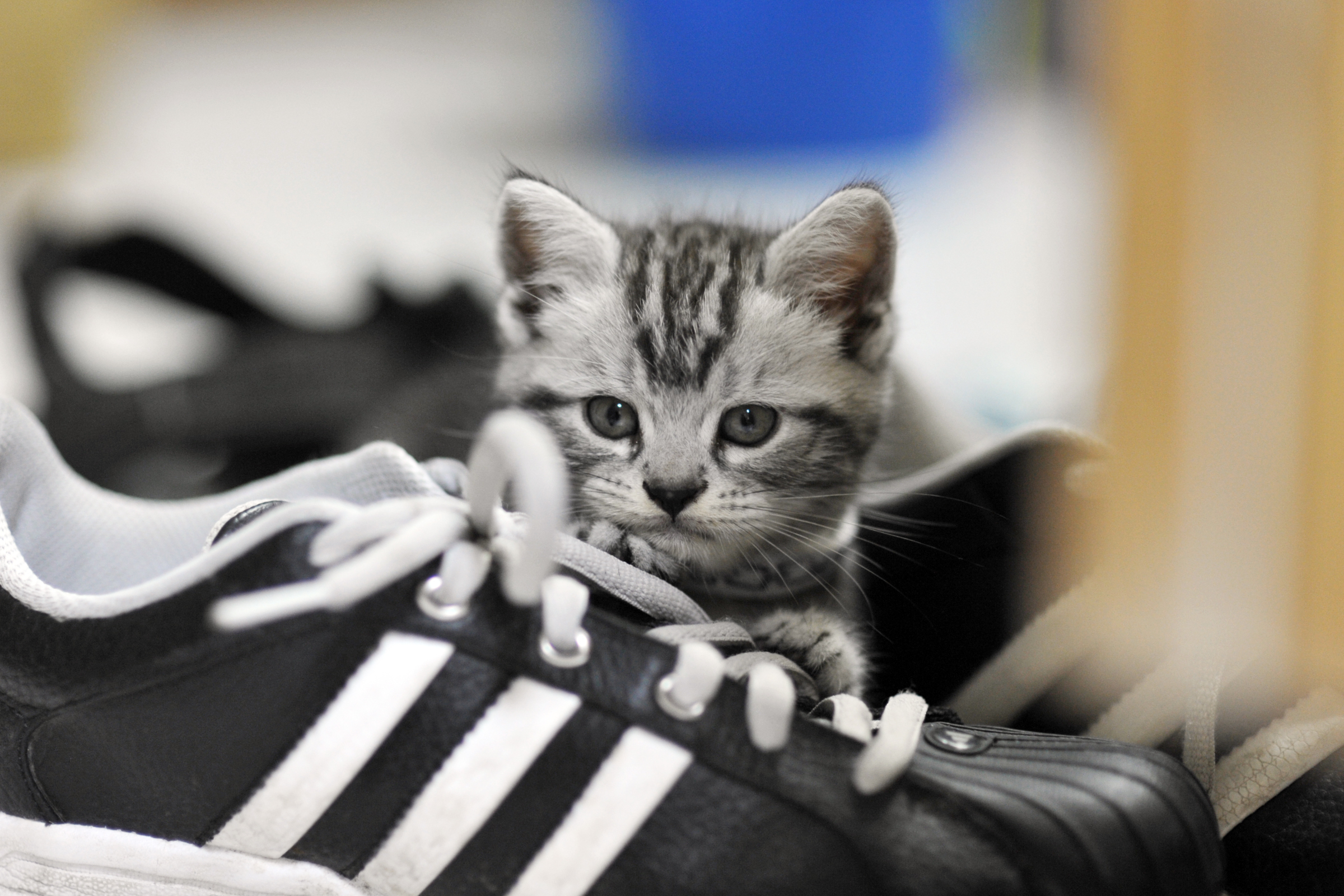 Download mobile wallpaper Cats, Cat, Kitten, Sneakers, Animal for free.