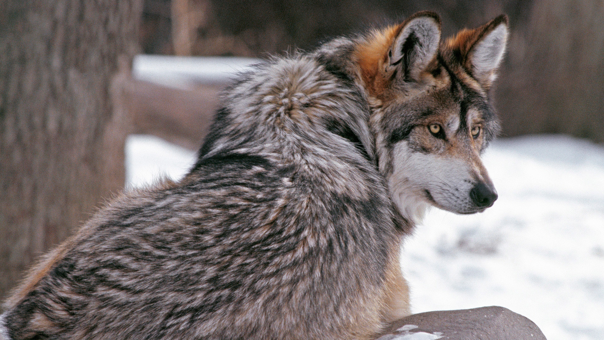 36701 descargar imagen animales, lobos: fondos de pantalla y protectores de pantalla gratis