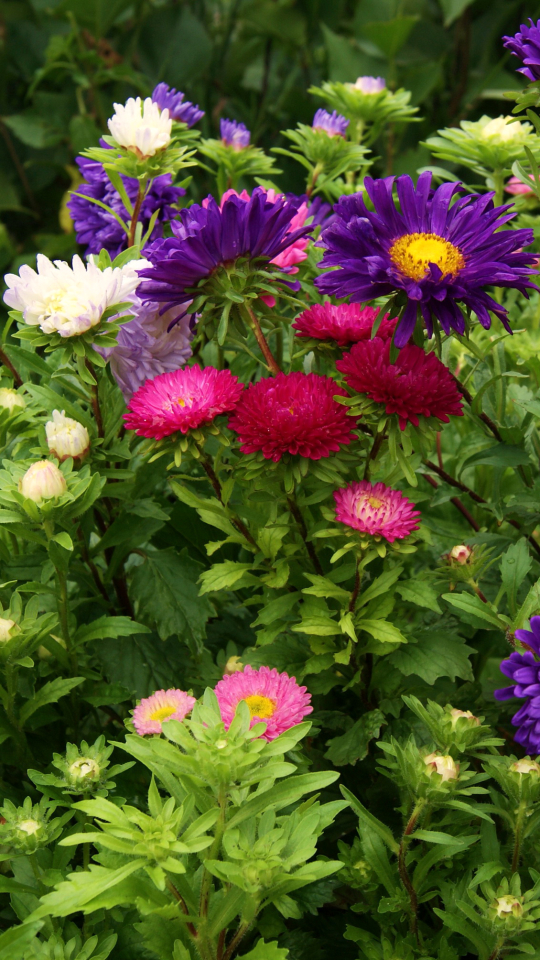 Descarga gratuita de fondo de pantalla para móvil de Flores, Flor, Flor Rosa, Tierra, Colores, Vistoso, Primavera, Flor Blanca, Flor Purpura, Tierra/naturaleza.