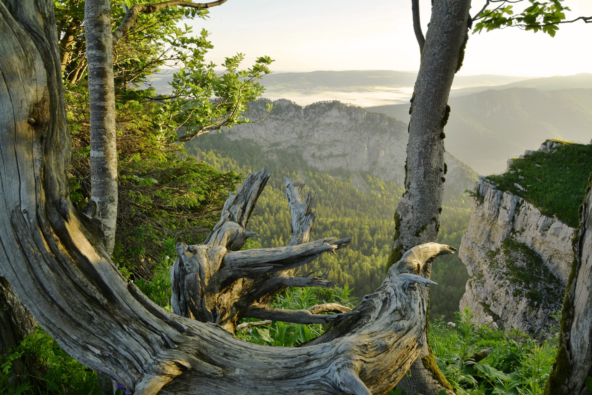 Laden Sie das Landschaft, Natur, Holz, Wald, Erde/natur-Bild kostenlos auf Ihren PC-Desktop herunter