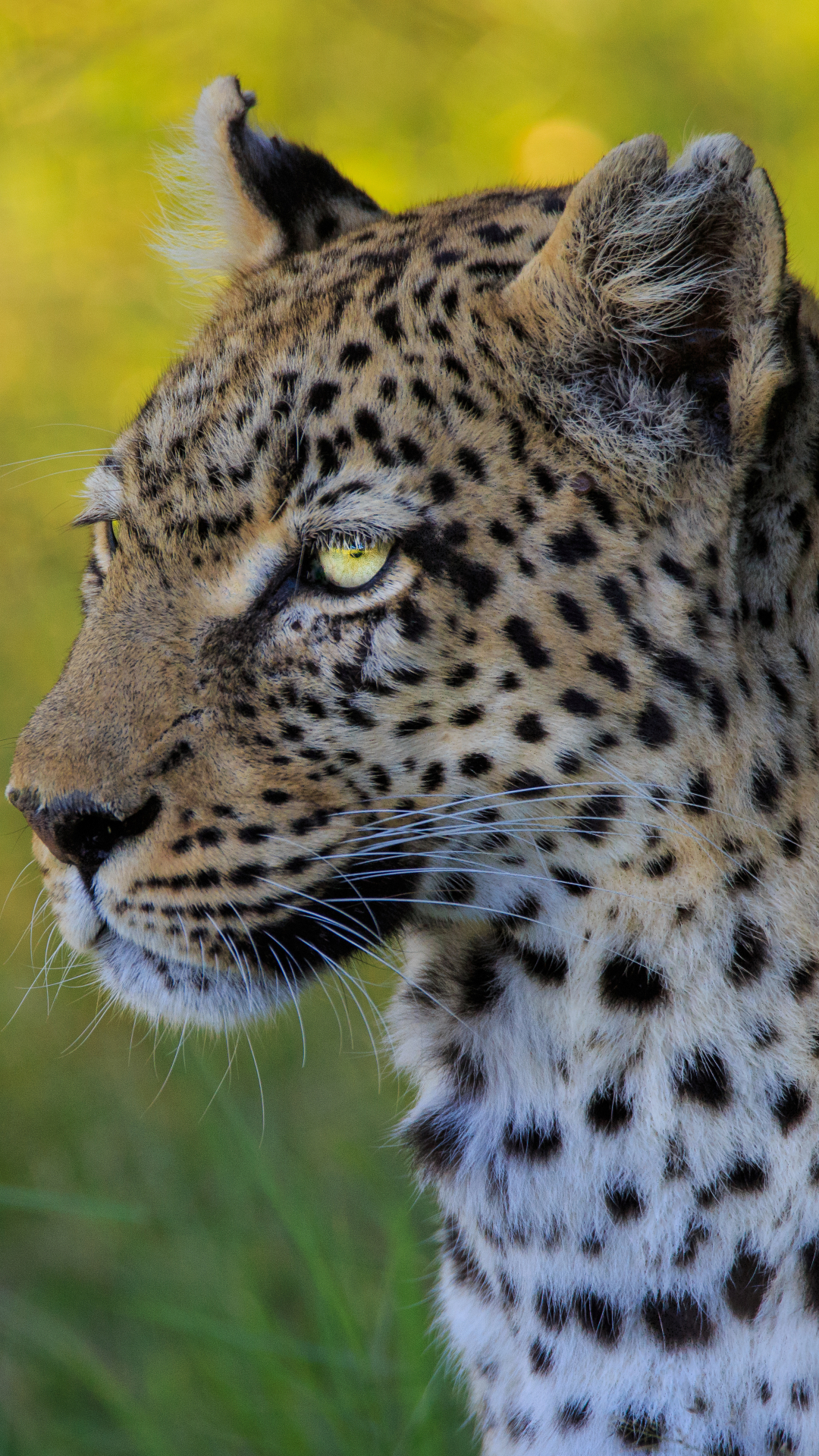 Descarga gratuita de fondo de pantalla para móvil de Animales, Gatos, Leopardo.