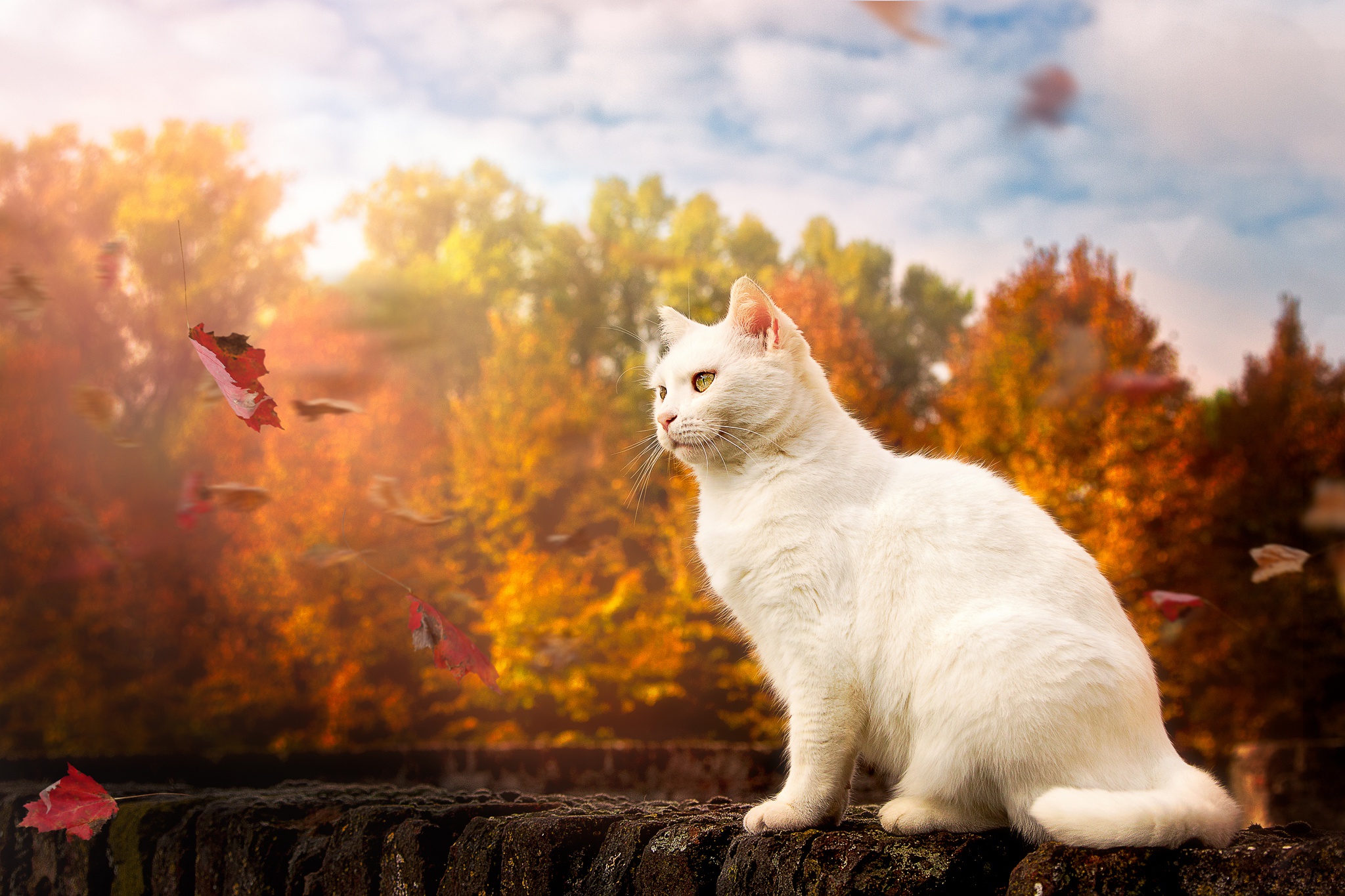 Free download wallpaper Cats, Cat, Leaf, Fall, Animal on your PC desktop