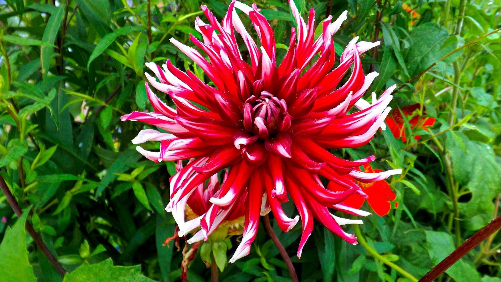 Téléchargez gratuitement l'image Fleurs, Dahlia, Fleur Rouge, Terre/nature sur le bureau de votre PC