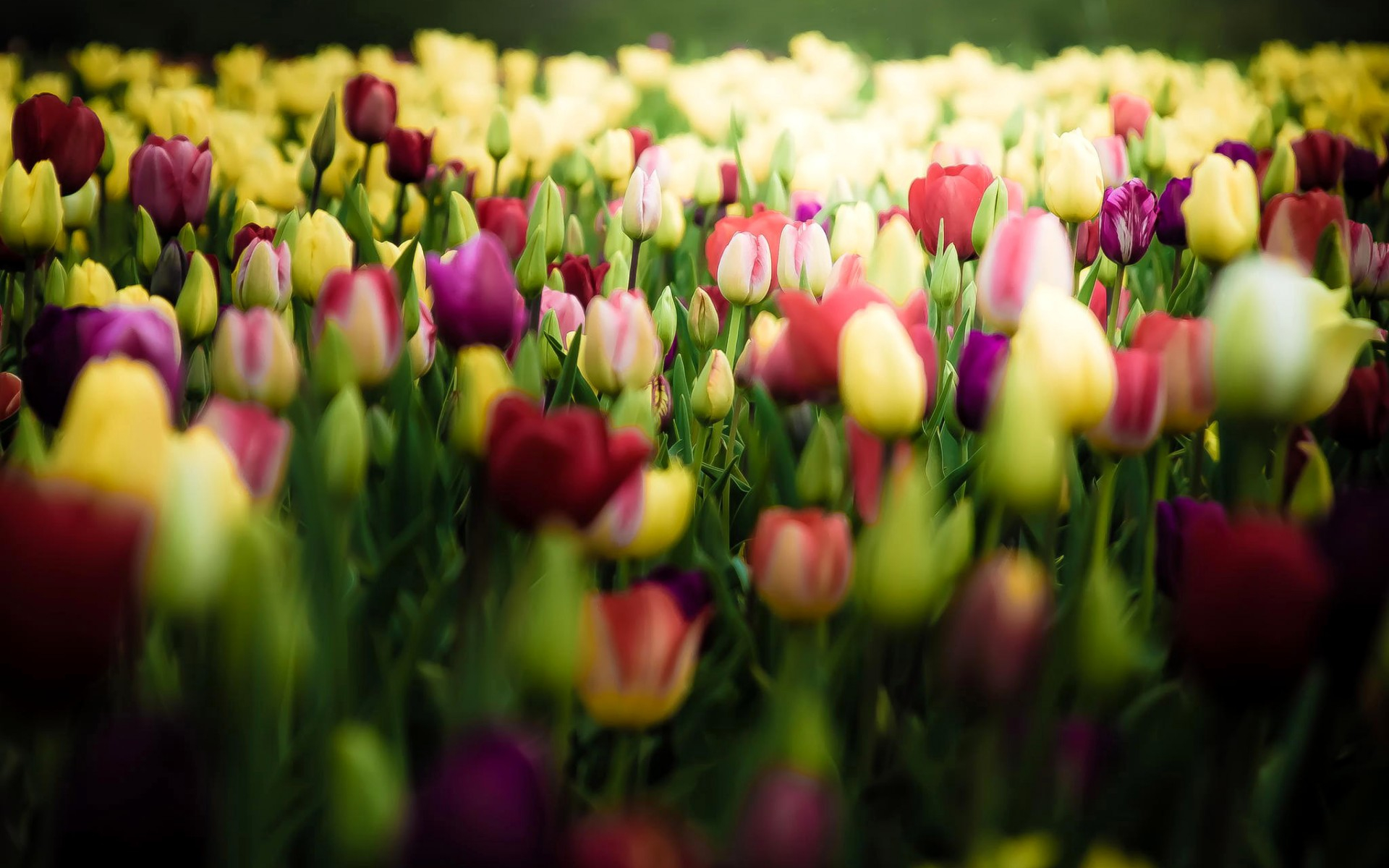 Téléchargez gratuitement l'image Fleurs, Tulipe, Terre/nature sur le bureau de votre PC