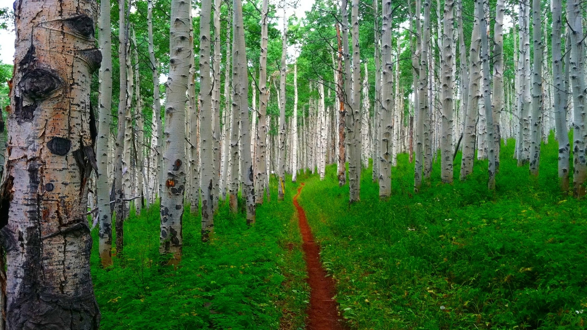 Скачати мобільні шпалери Ліс, Шлях, Дерево, Земля безкоштовно.