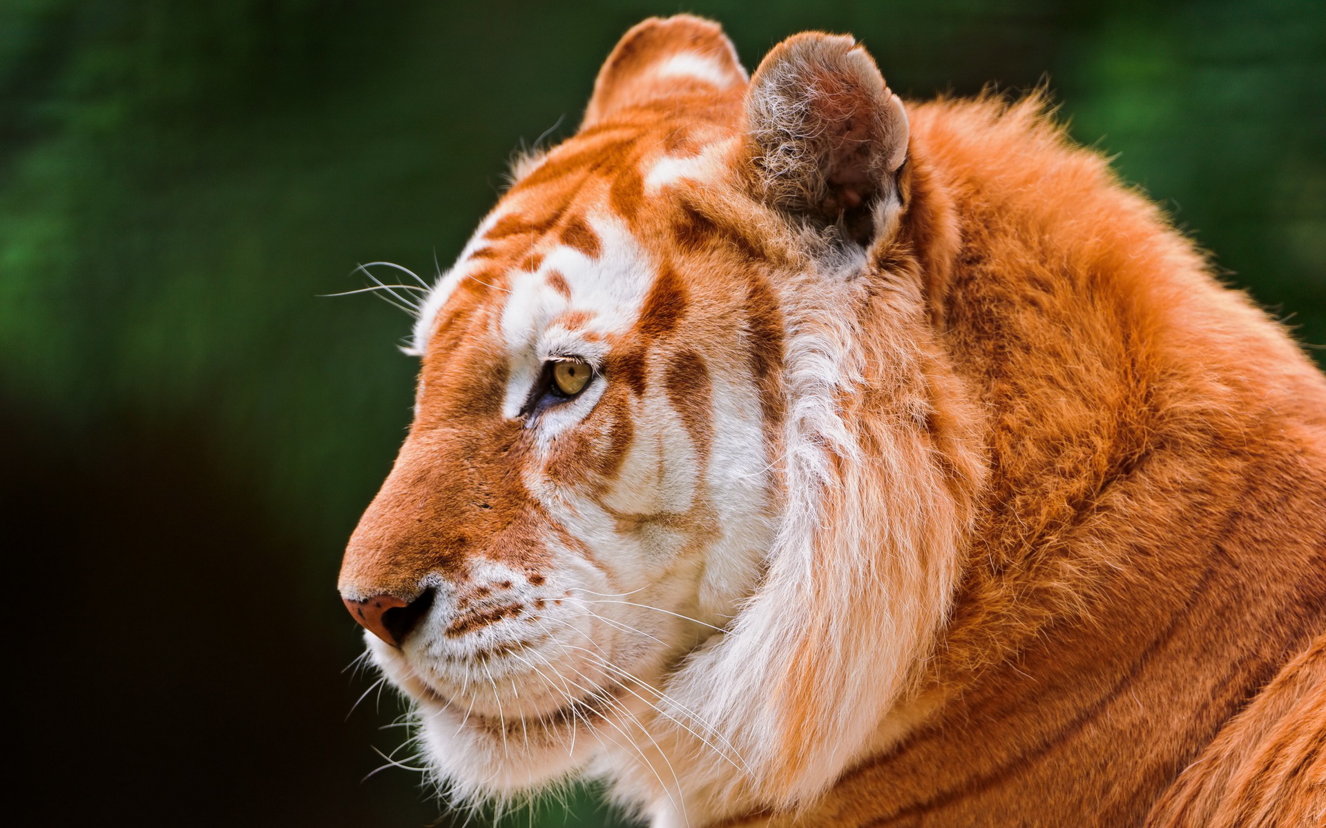 Téléchargez des papiers peints mobile Animaux, Tigre gratuitement.