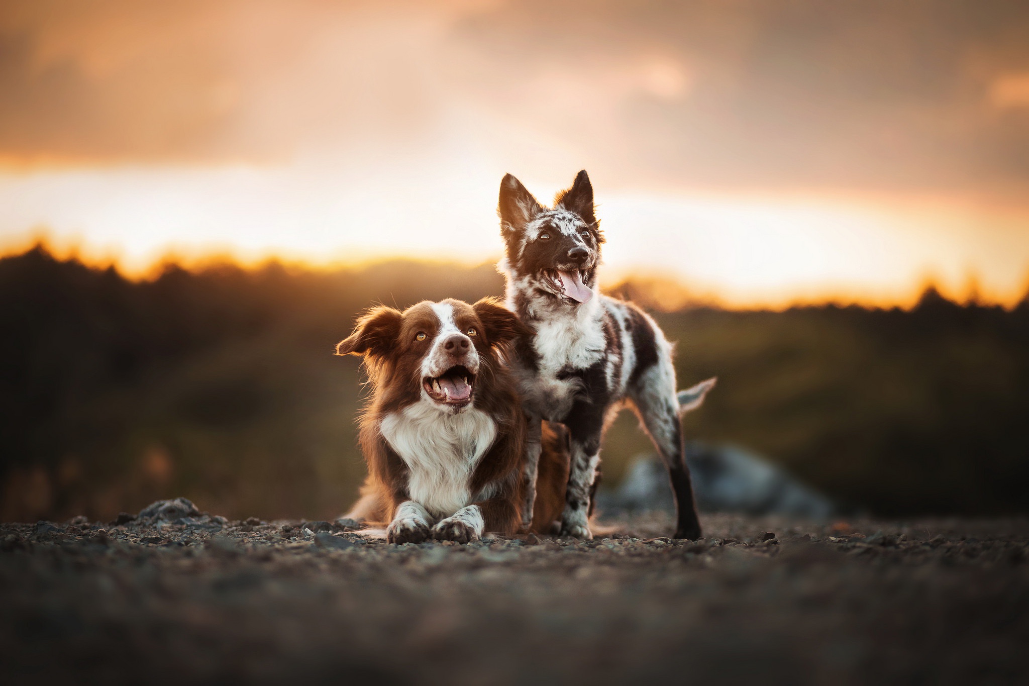 Handy-Wallpaper Tiere, Hunde, Hund, Tiefenschärfe kostenlos herunterladen.