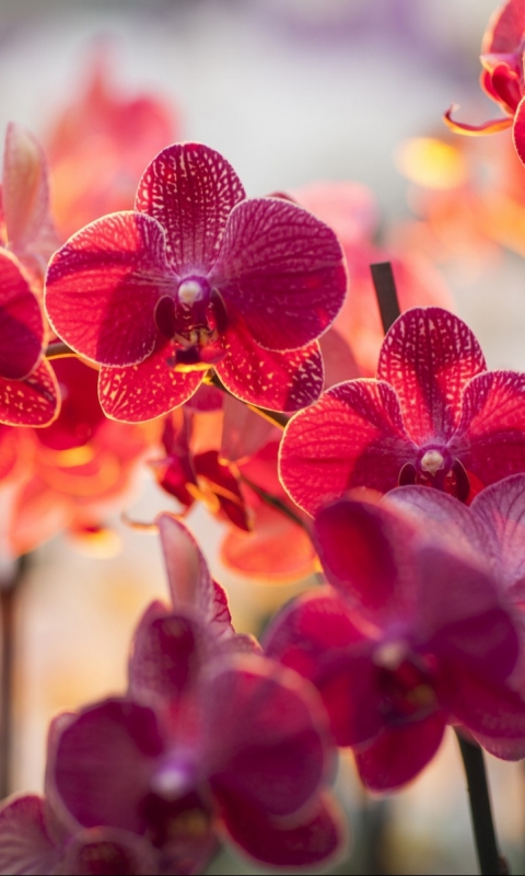 Handy-Wallpaper Blumen, Orchidee, Erde/natur kostenlos herunterladen.