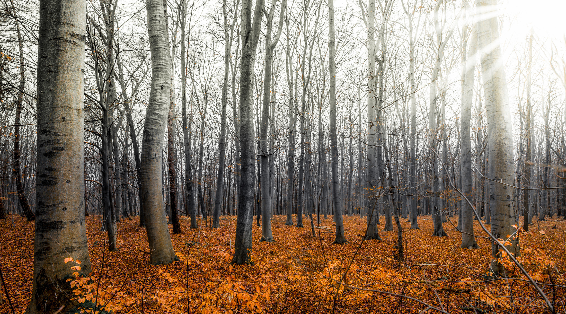 Descarga gratis la imagen Naturaleza, Otoño, Bosque, Árbol, Rayo De Sol, Tierra/naturaleza en el escritorio de tu PC