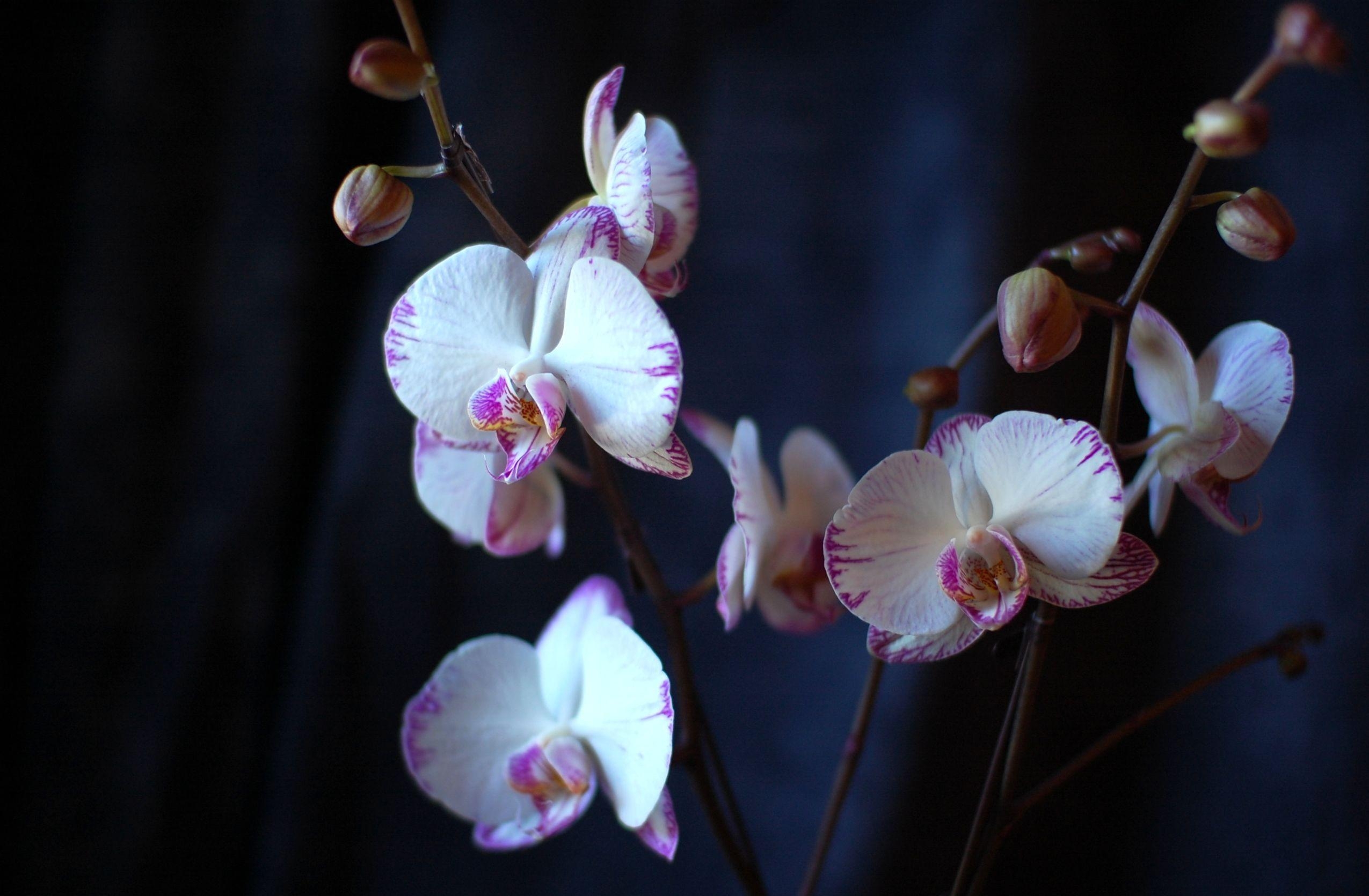 104361 скачать обои орхидея, цветы, ветки, крупный план - заставки и картинки бесплатно