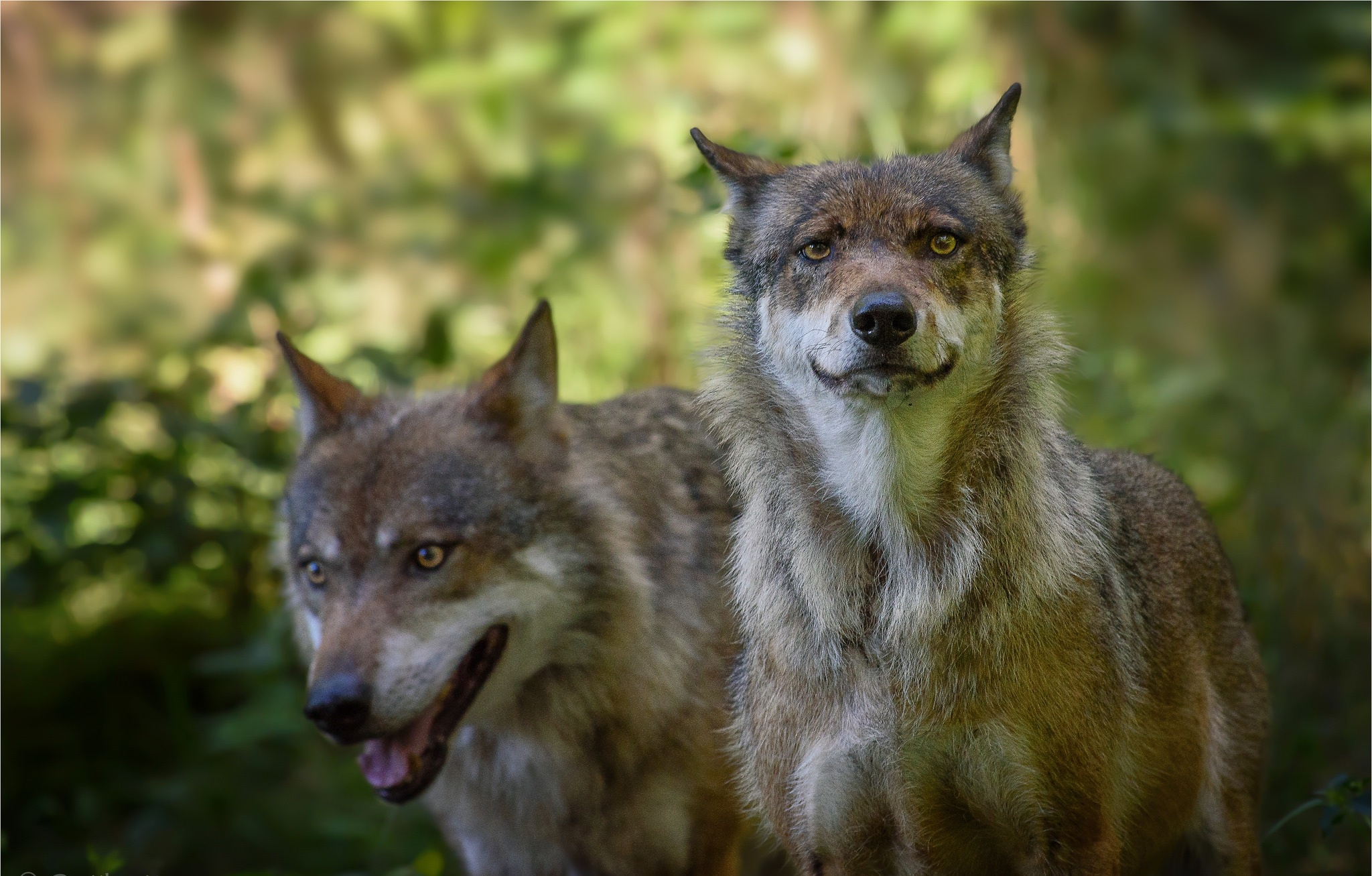 Handy-Wallpaper Tiere, Wolf, Tiefenschärfe, Wolves kostenlos herunterladen.