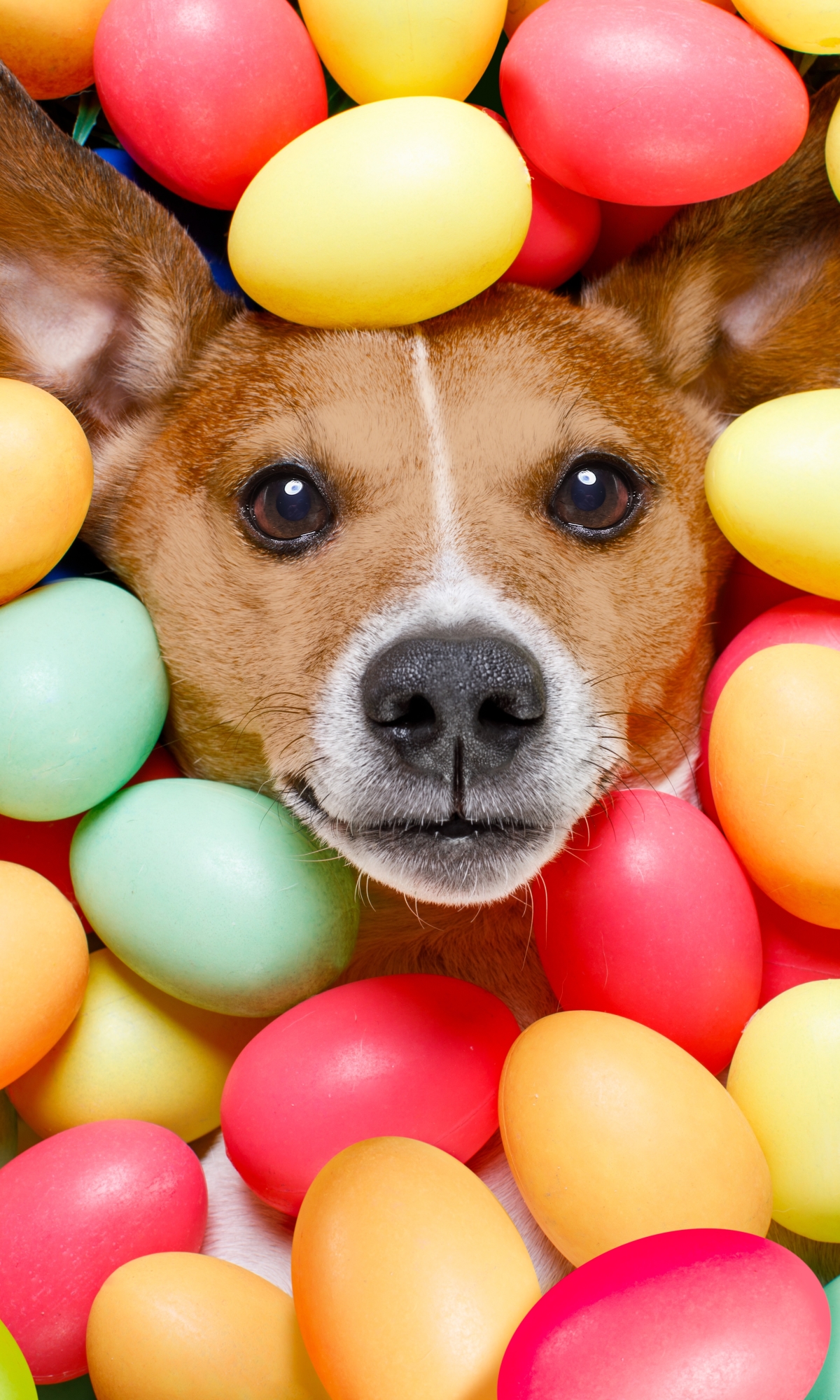 Download mobile wallpaper Dogs, Dog, Animal, Easter Egg for free.