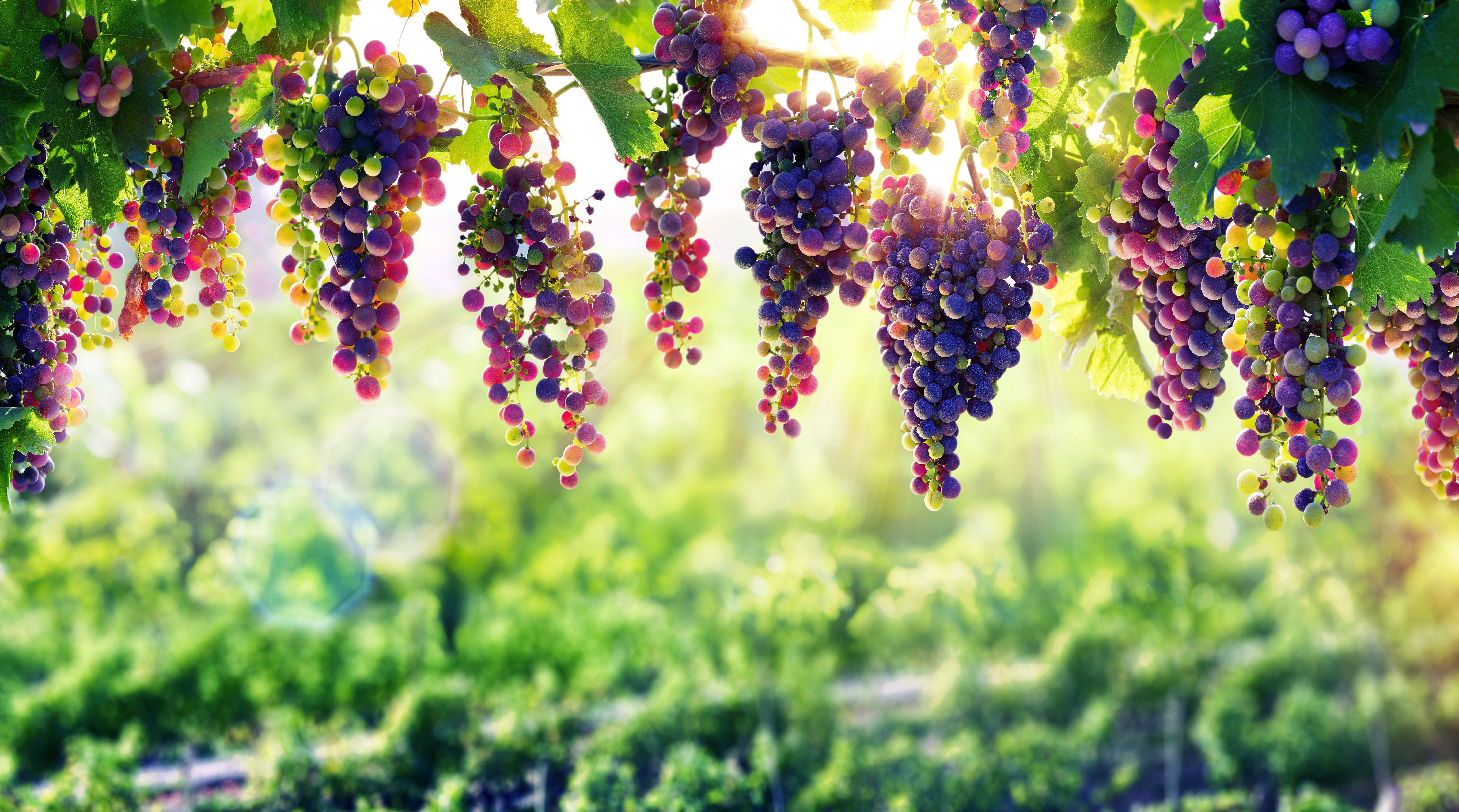 depth of field, food, fruits, grapes, fruit, sunny