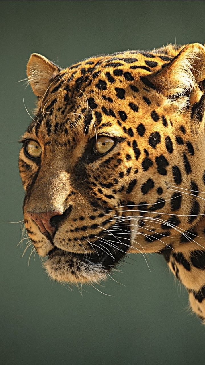 Download mobile wallpaper Cats, Jaguar, Animal for free.