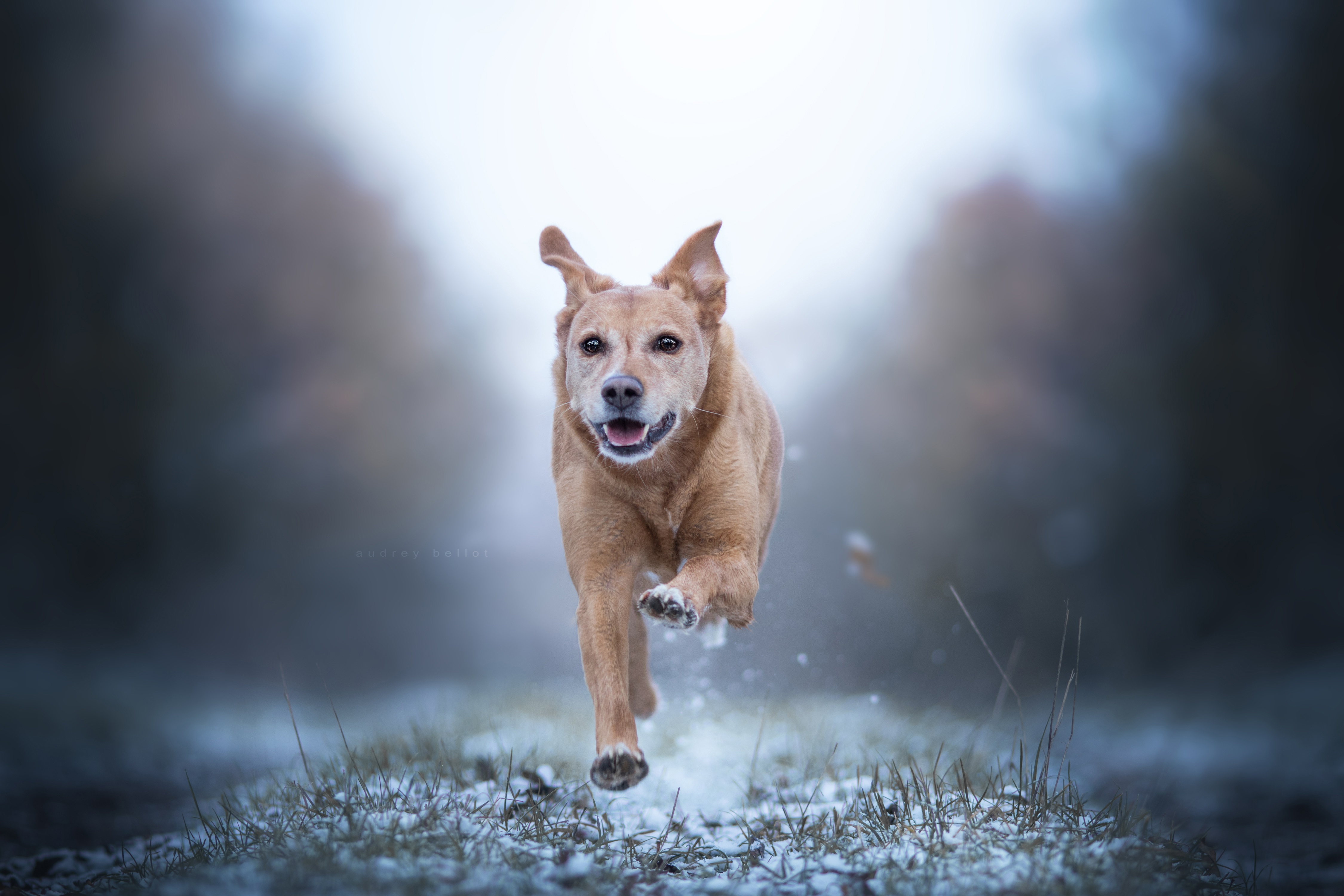 Download mobile wallpaper Dogs, Dog, Animal, Golden Retriever, Running, Depth Of Field for free.