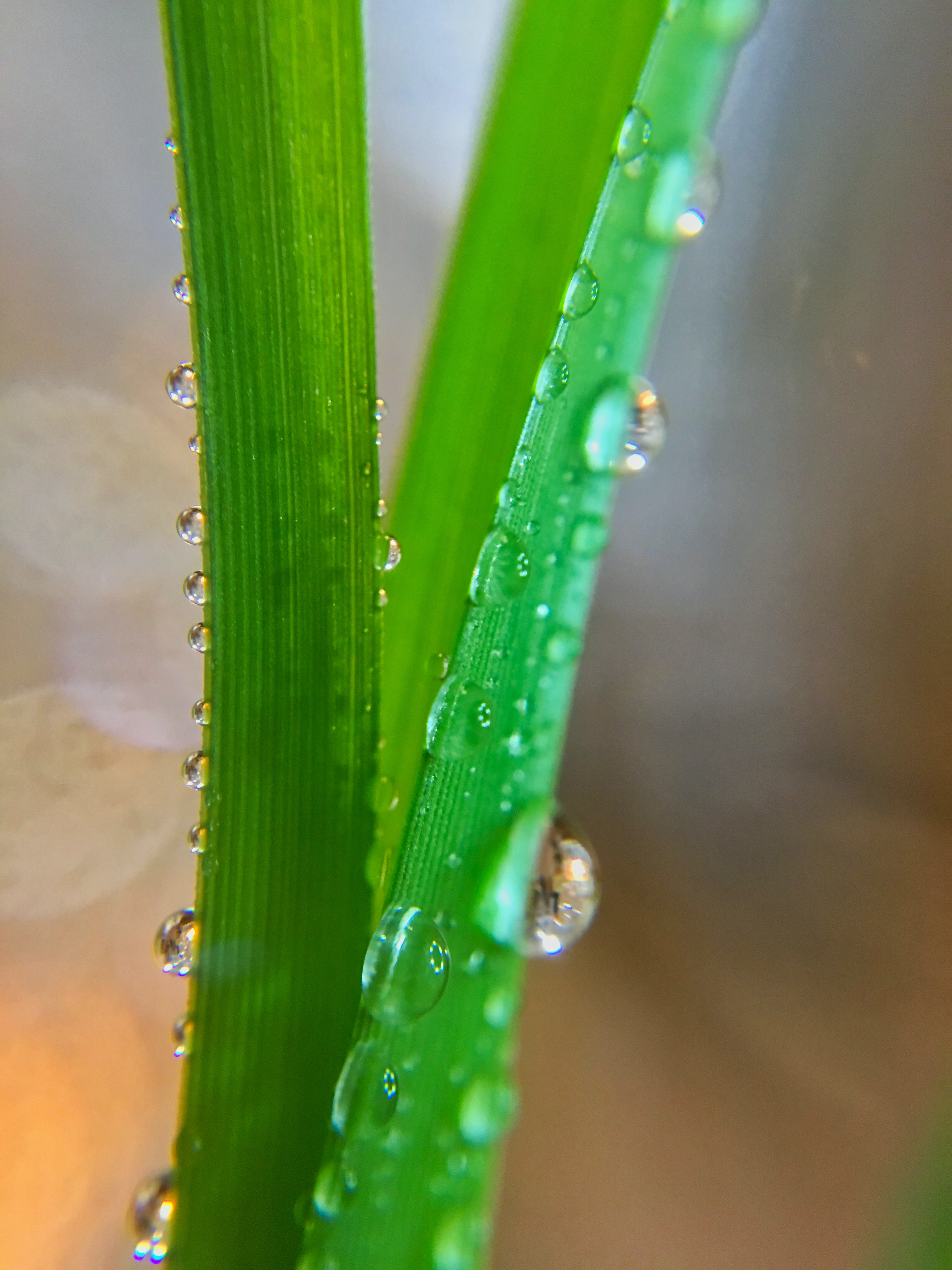 Download mobile wallpaper Macro, Grass, Wet, Drops for free.