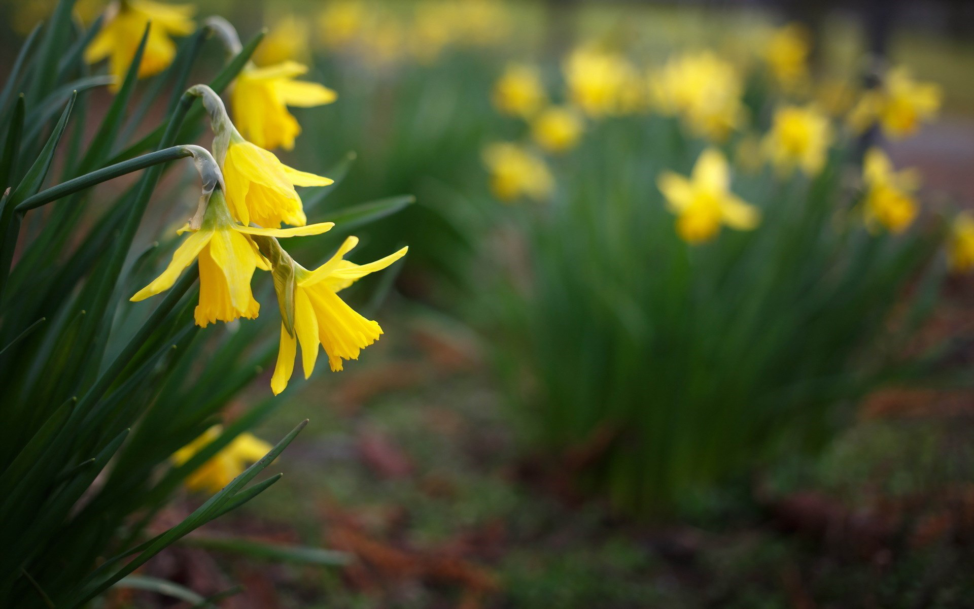 Free download wallpaper Nature, Flowers, Flower, Earth, Yellow Flower, Daffodil on your PC desktop