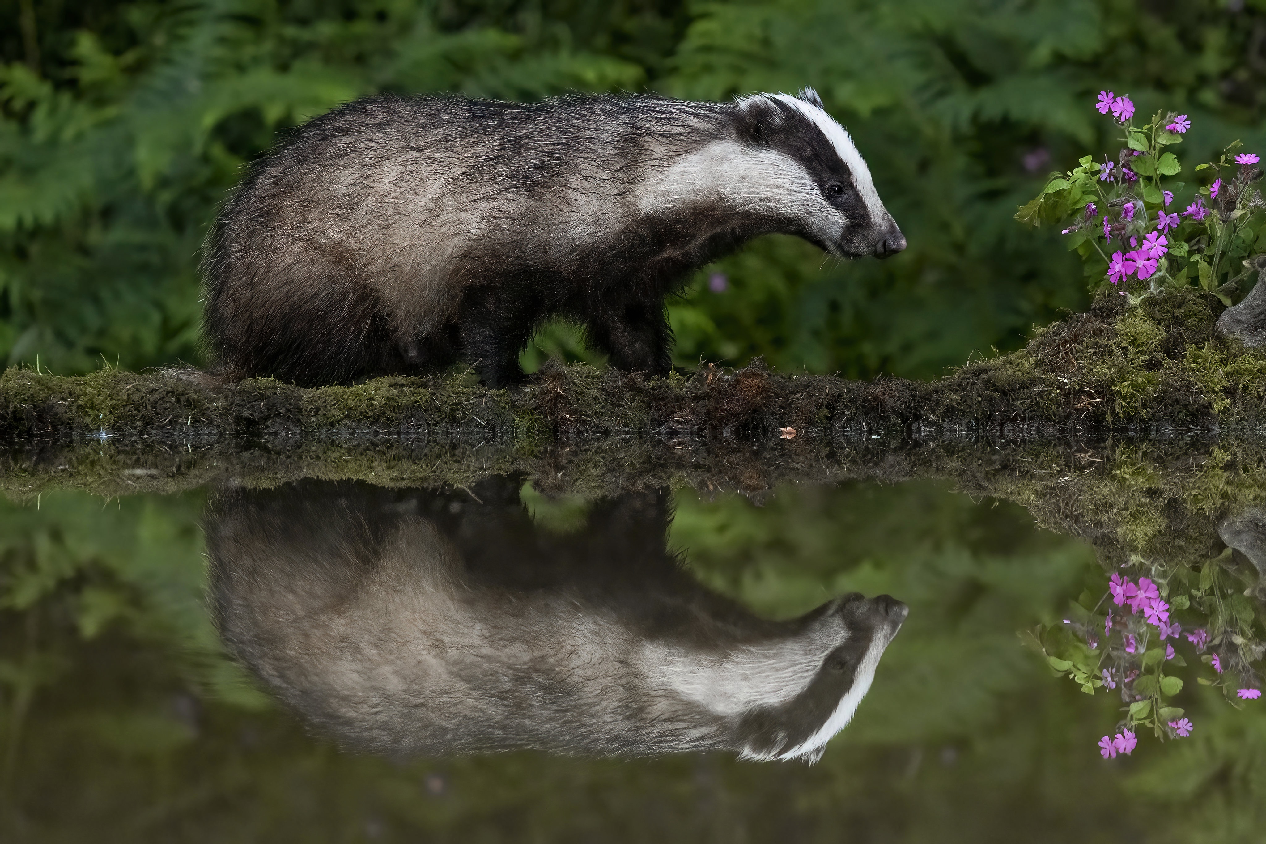 animal, badger, reflection