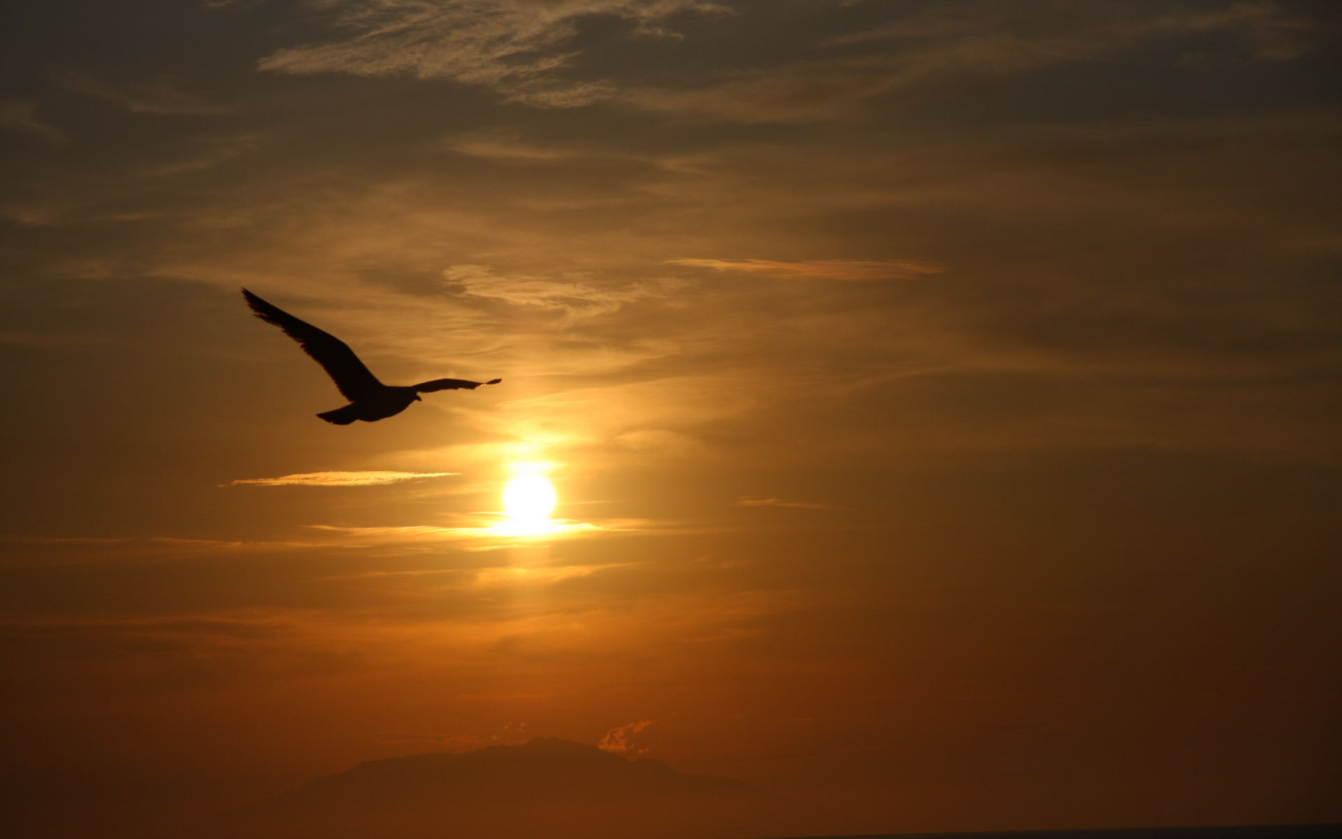 Download mobile wallpaper Sunset, Bird, Earth for free.