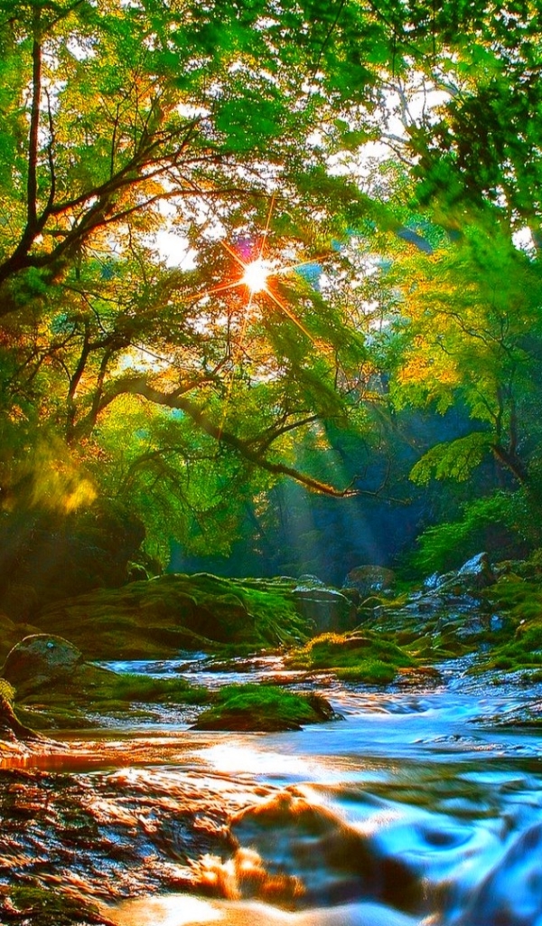 Download mobile wallpaper Forest, Tree, Earth, Stream, Sunshine for free.