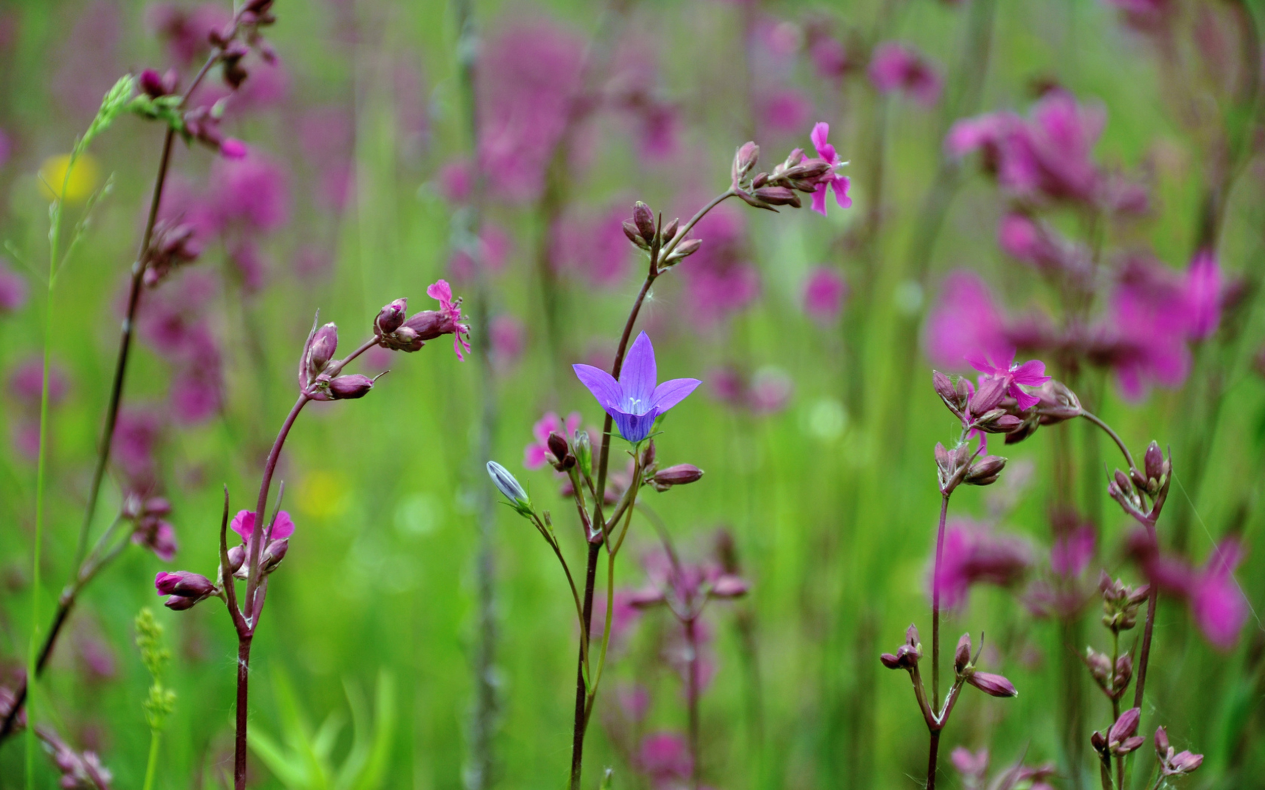 Flowers  4k Wallpaper