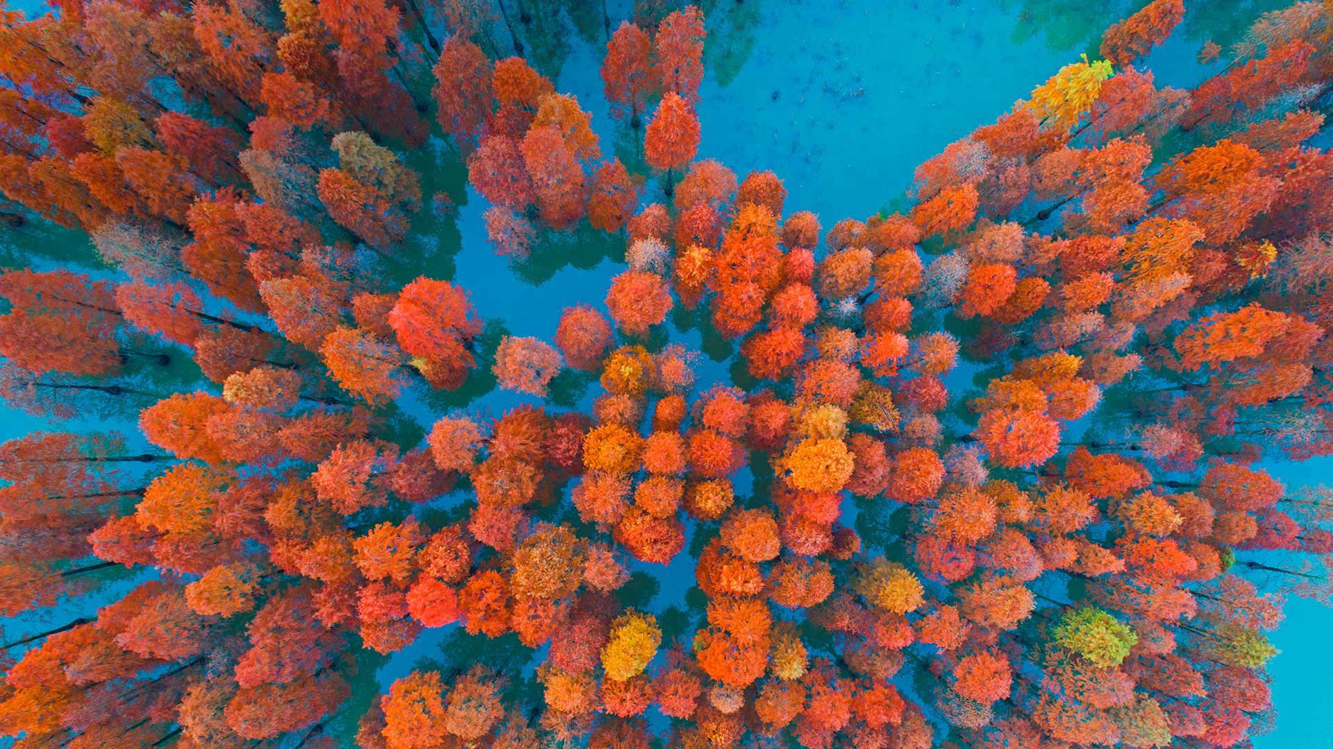 Download mobile wallpaper Forest, Fall, Earth, Aerial for free.