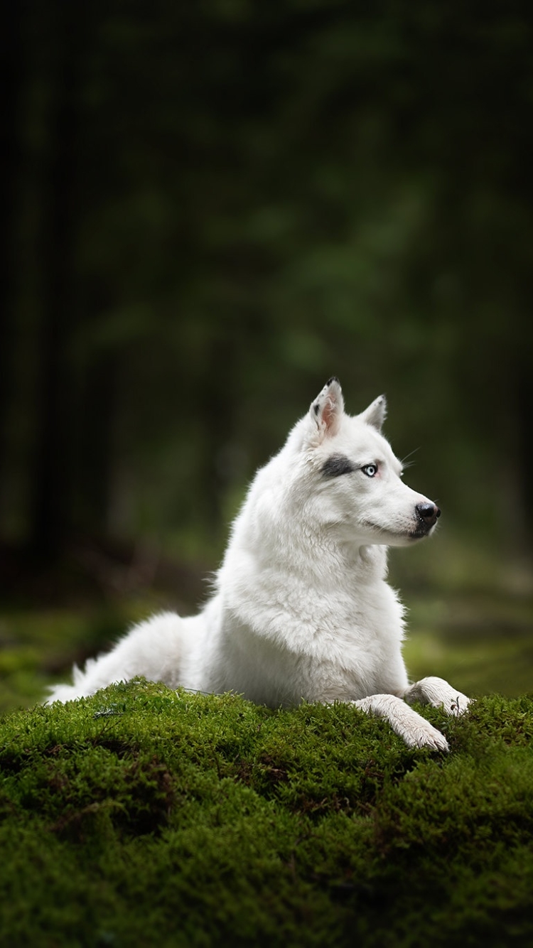 Download mobile wallpaper Dogs, Dog, Animal, Moss, Wolfdog for free.