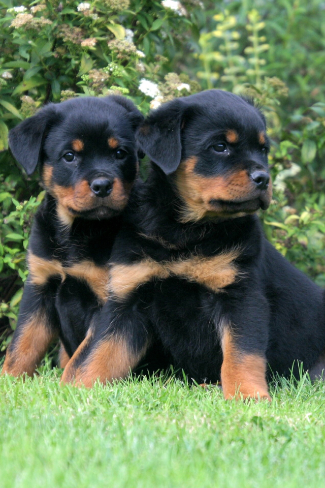 Download mobile wallpaper Dogs, Dog, Animal, Puppy, Rottweiler for free.