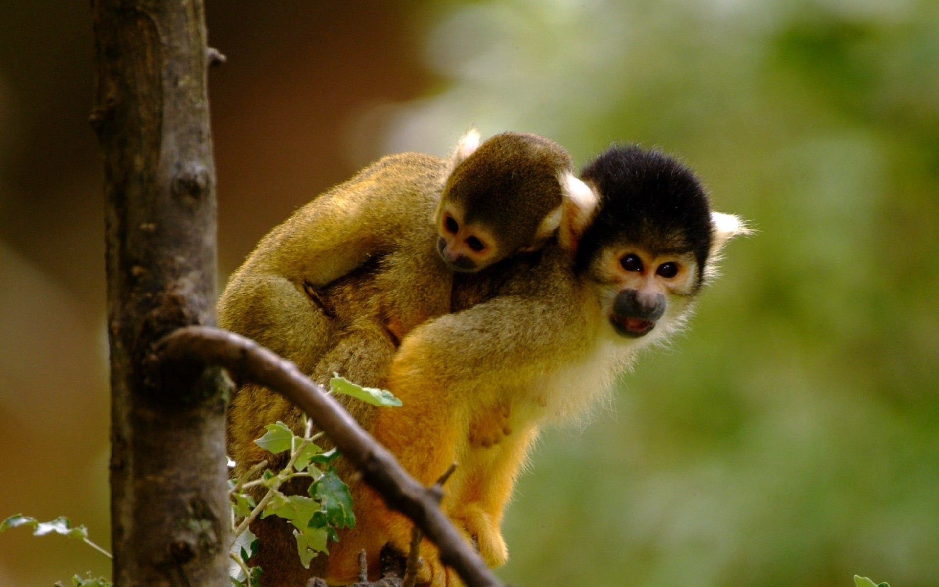 Descarga gratuita de fondo de pantalla para móvil de Monos, Mono, Animales.