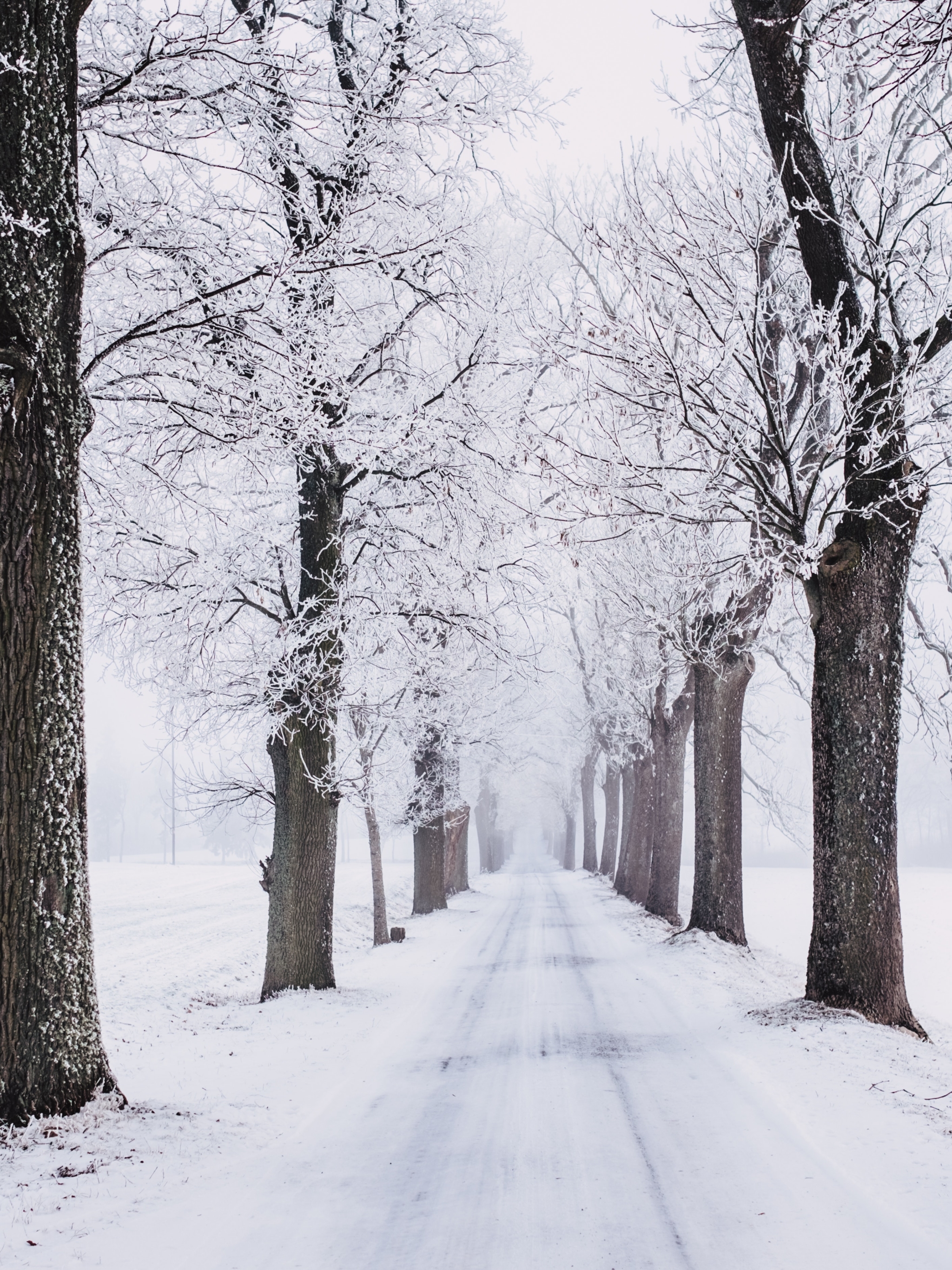 Скачати мобільні шпалери Зима, Сніг, Дорога, Земля, Обсаджений Деревами безкоштовно.
