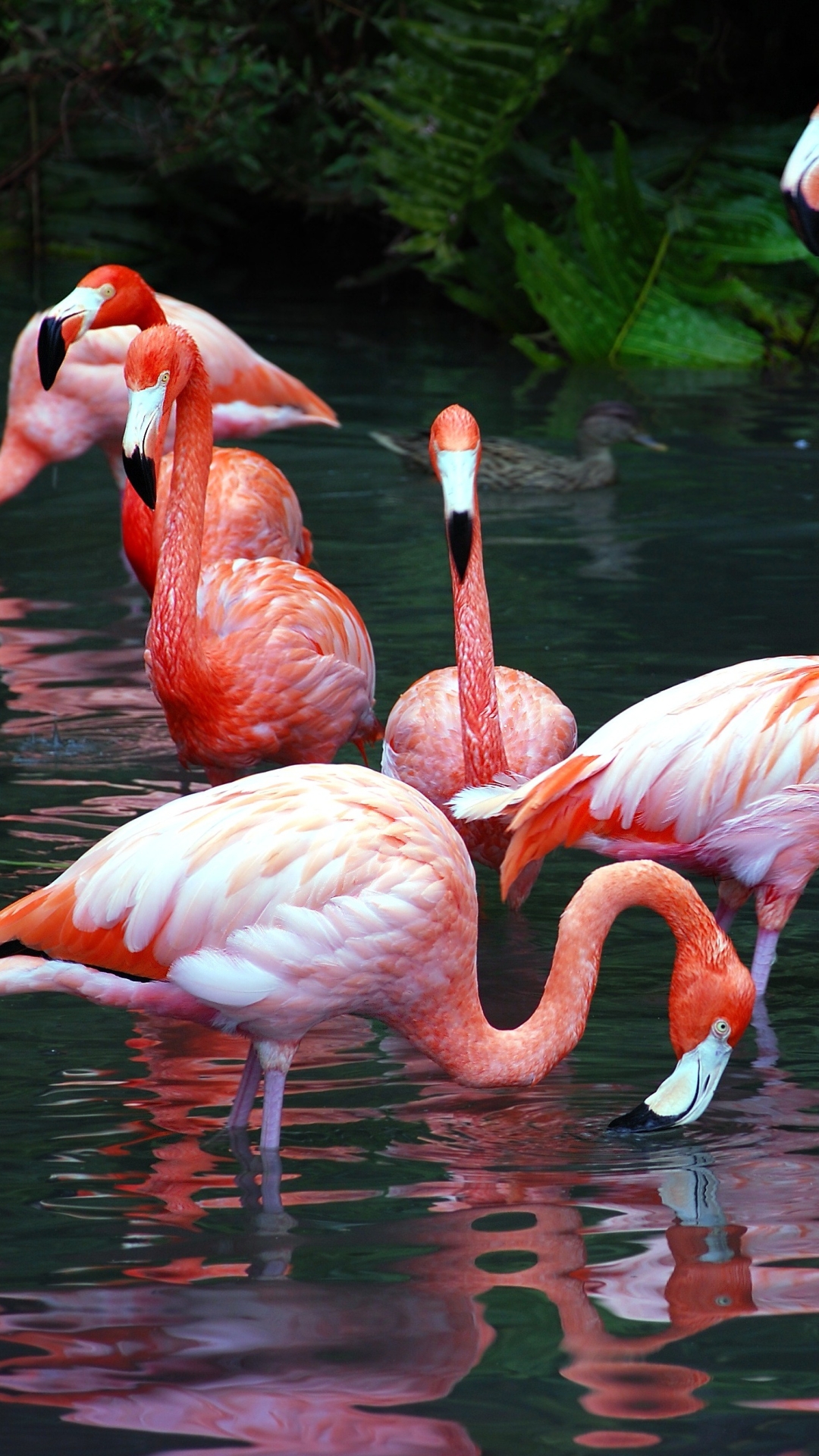 Download mobile wallpaper Birds, Flamingo, Animal for free.