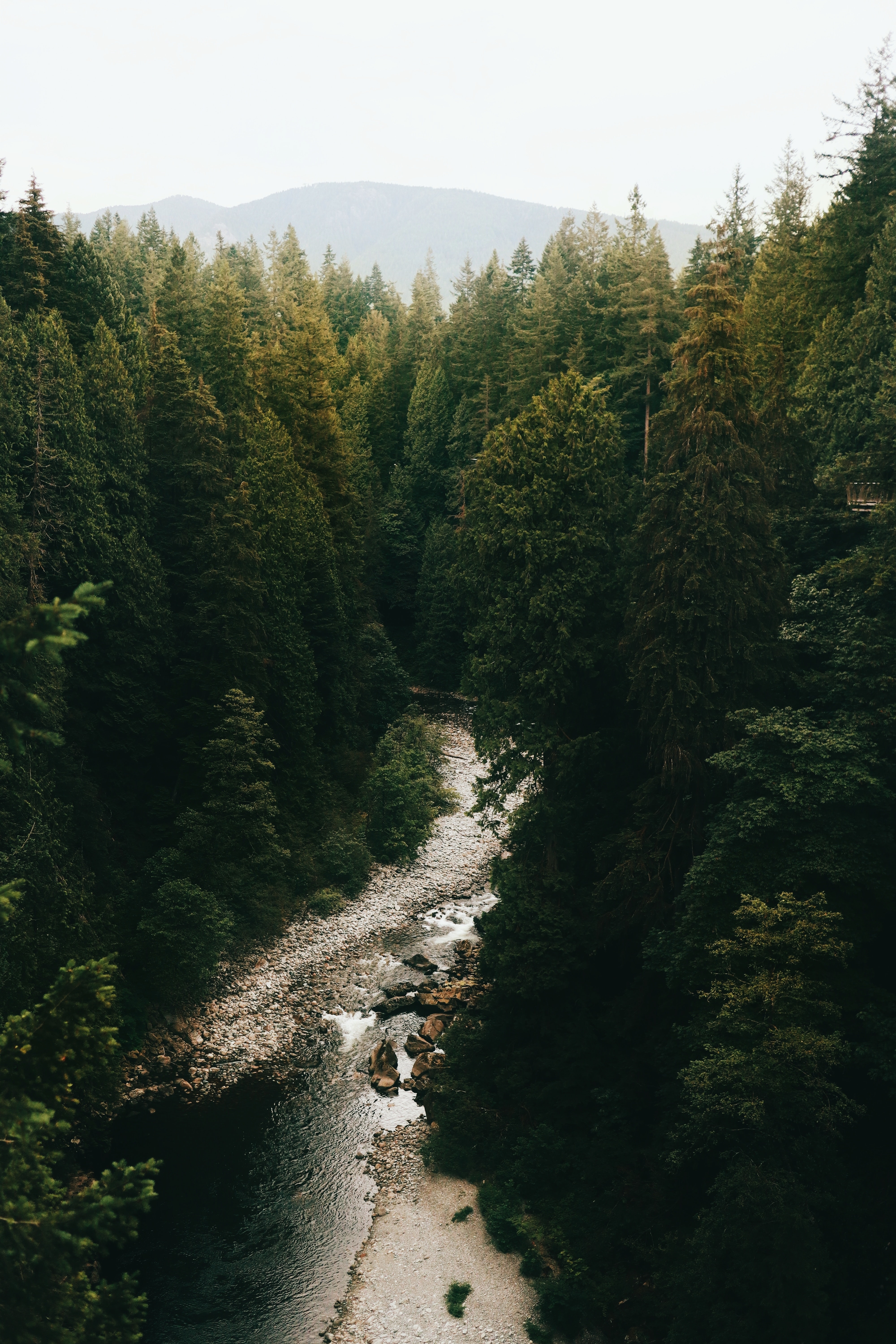 Laden Sie das Natur, Bäume, Fichte, Fir, Dahl, Distanz, Wald, Flüsse-Bild kostenlos auf Ihren PC-Desktop herunter
