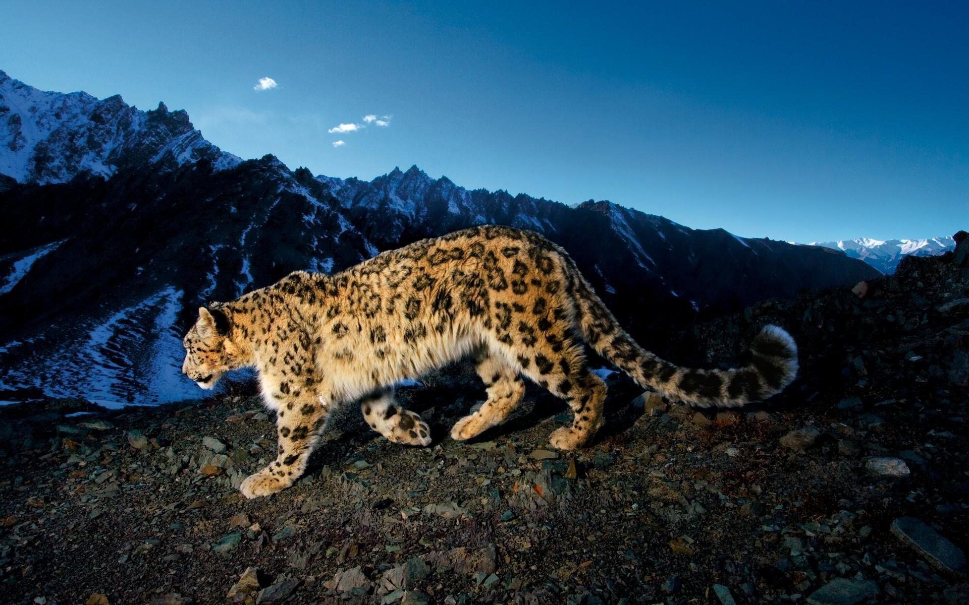 42722 Bild herunterladen tiere, tigers, leopards - Hintergrundbilder und Bildschirmschoner kostenlos