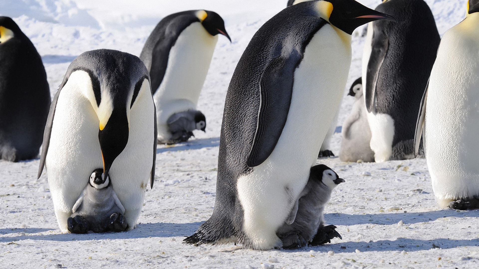 1477960 descargar fondo de pantalla animales, pingüino emperador: protectores de pantalla e imágenes gratis