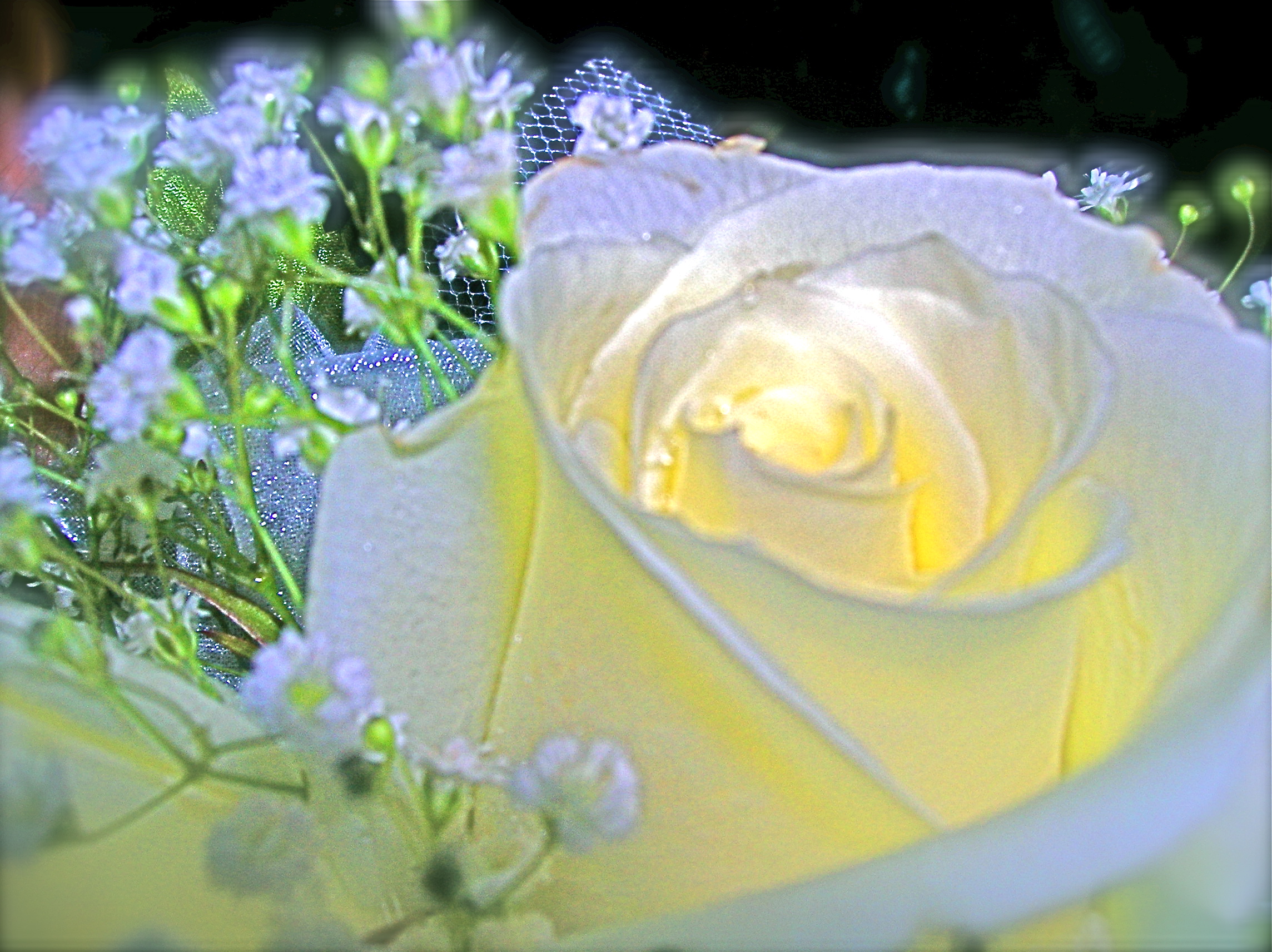 Baixe gratuitamente a imagem Flores, Rosa, Flor, Terra/natureza na área de trabalho do seu PC
