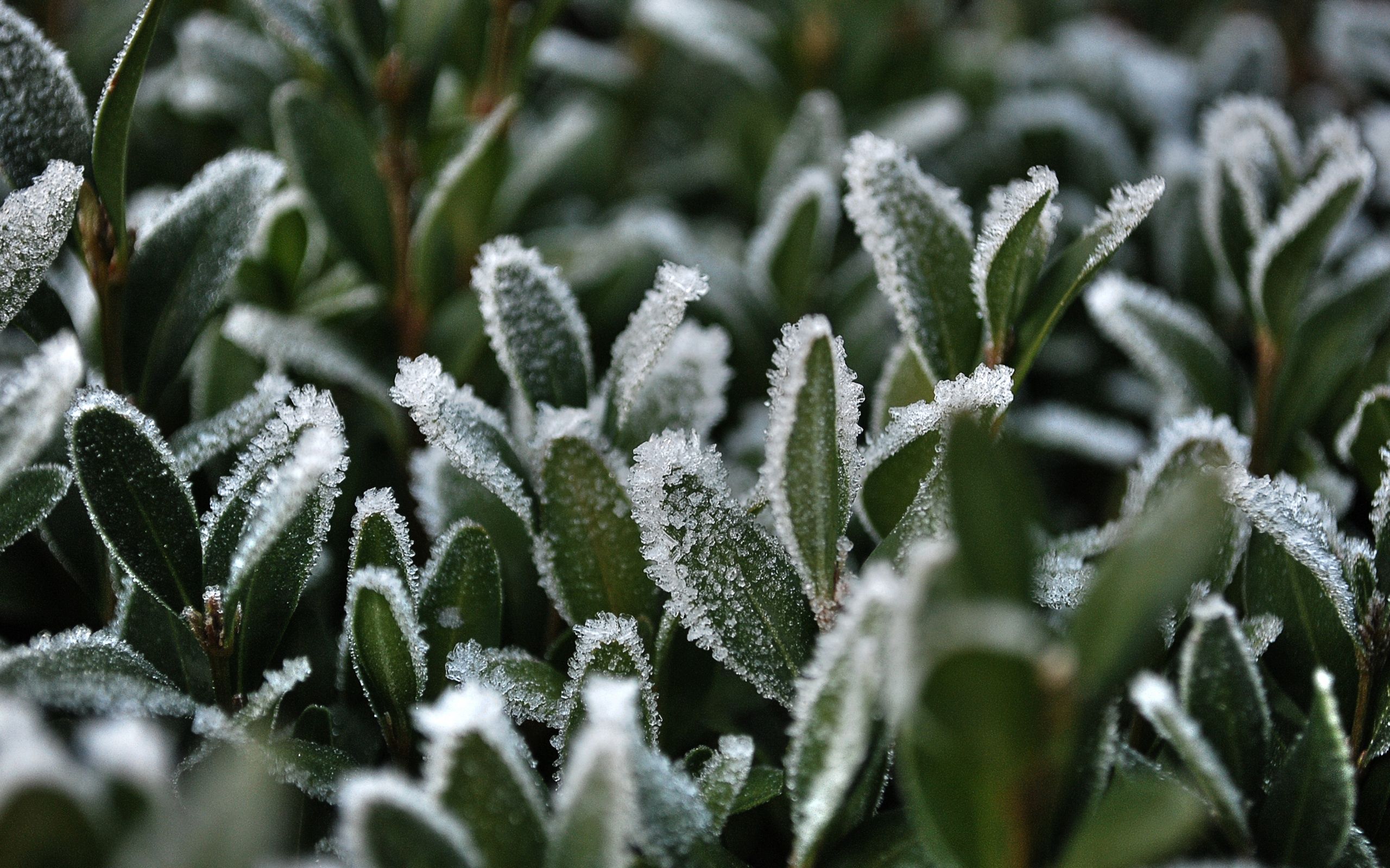 Download mobile wallpaper Frost, Hoarfrost, Grass, Snow, Macro for free.