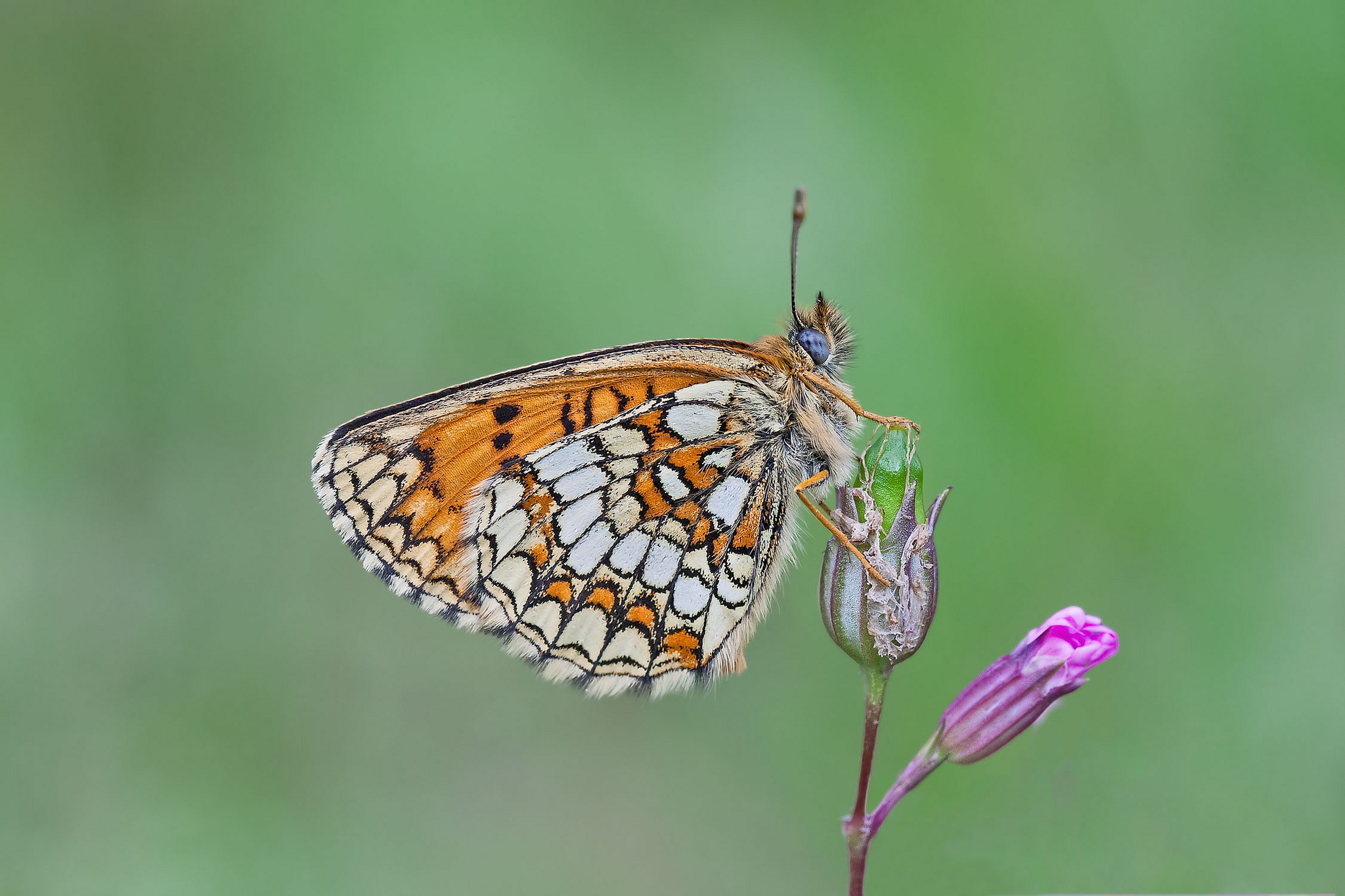 Free download wallpaper Flower, Macro, Insect, Butterfly, Animal on your PC desktop