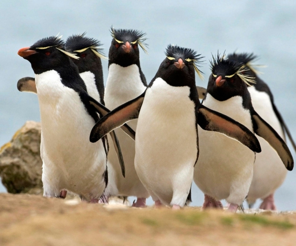 Baixar papel de parede para celular de Animais, Aves, Pinguim gratuito.