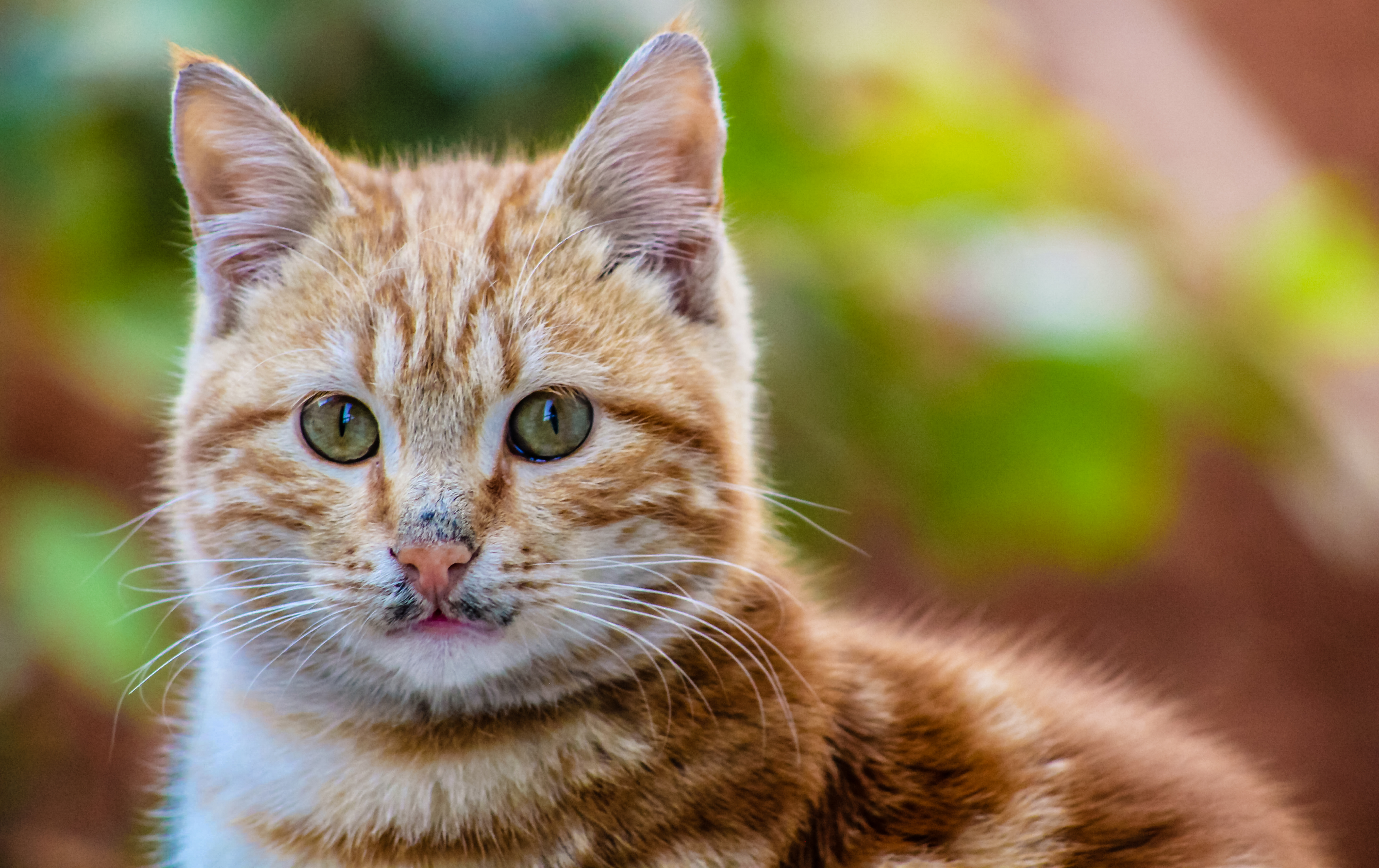 Handy-Wallpaper Tiere, Katzen, Katze kostenlos herunterladen.