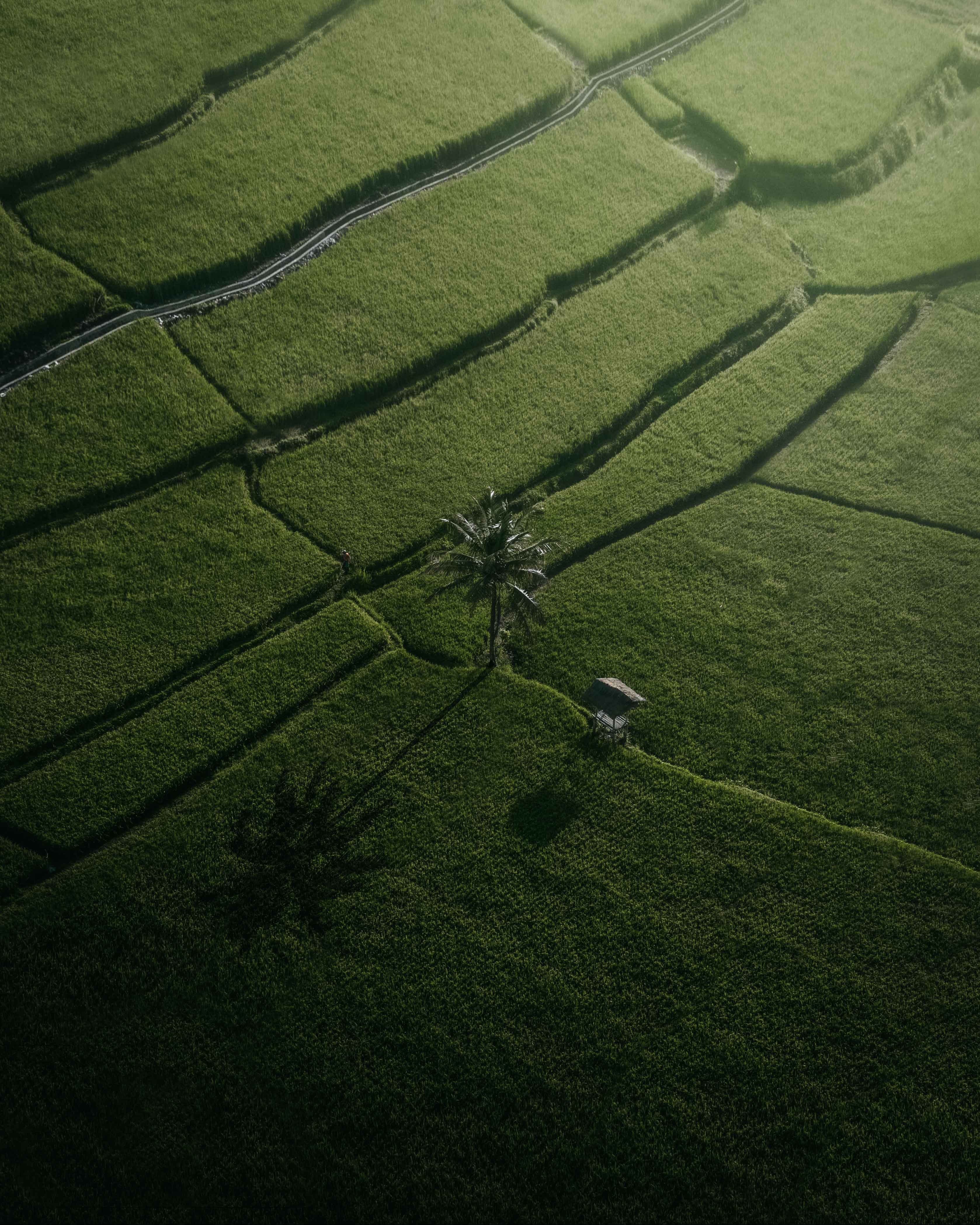 palm, fields, green, nature, view from above