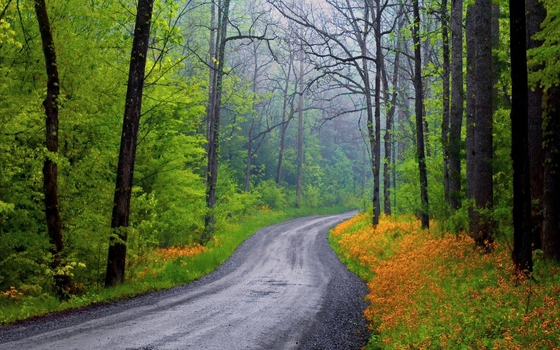 Laden Sie das Herbst, Straße, Wald, Baum, Nebel, Menschengemacht-Bild kostenlos auf Ihren PC-Desktop herunter