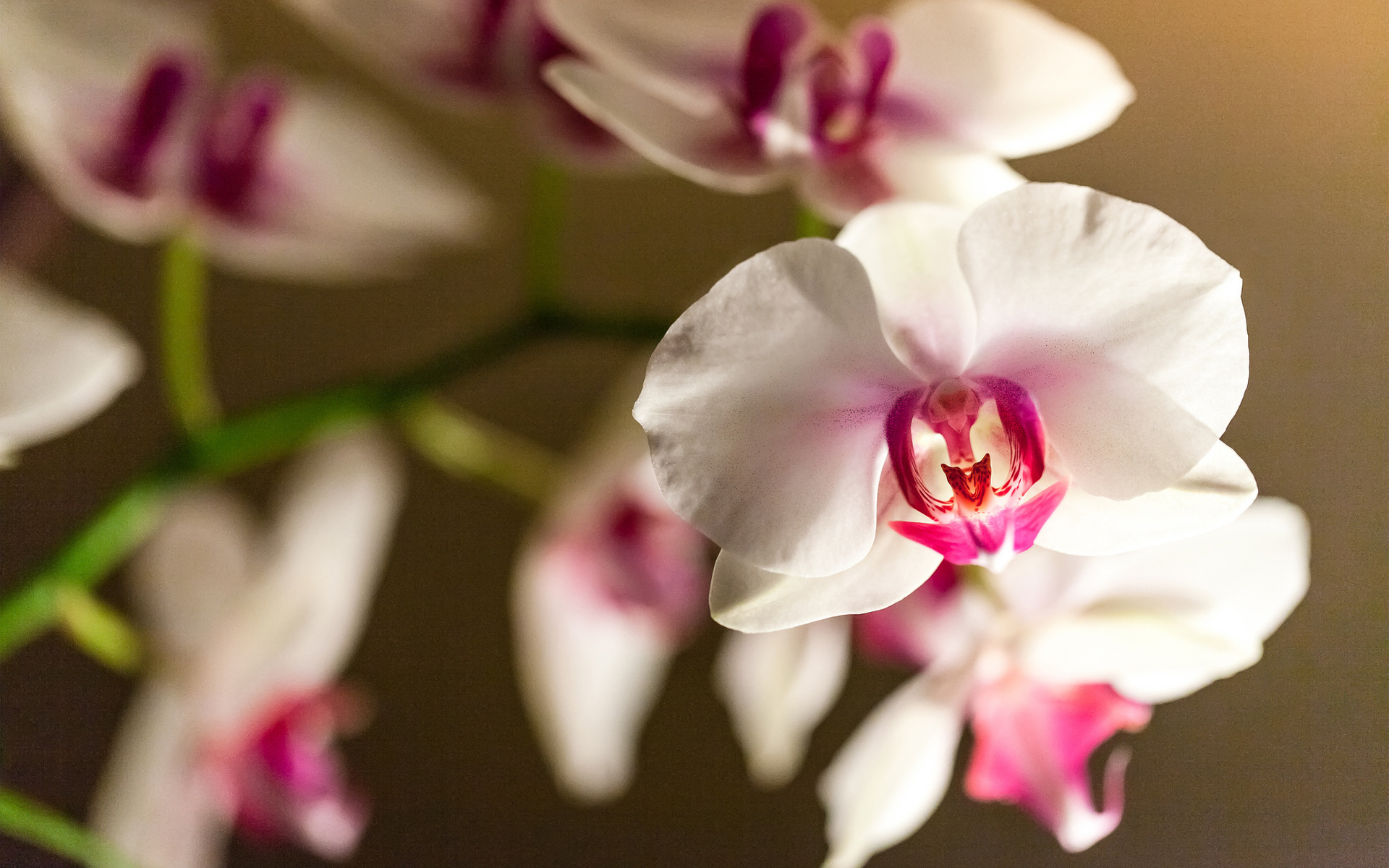 Baixar papel de parede para celular de Orquídea, Flores, Terra/natureza gratuito.