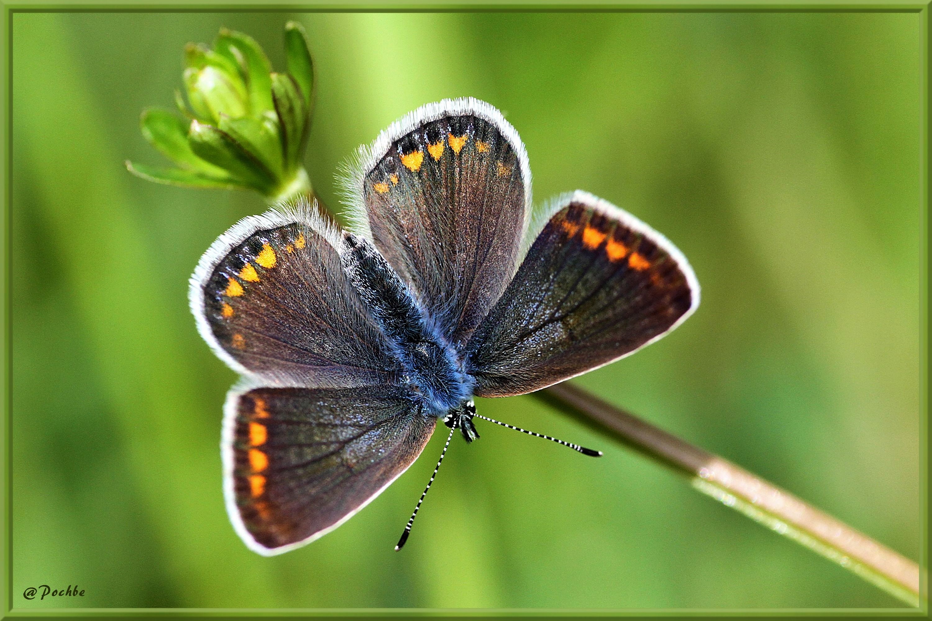 870004 Bildschirmschoner und Hintergrundbilder Schmetterlinge auf Ihrem Telefon. Laden Sie  Bilder kostenlos herunter