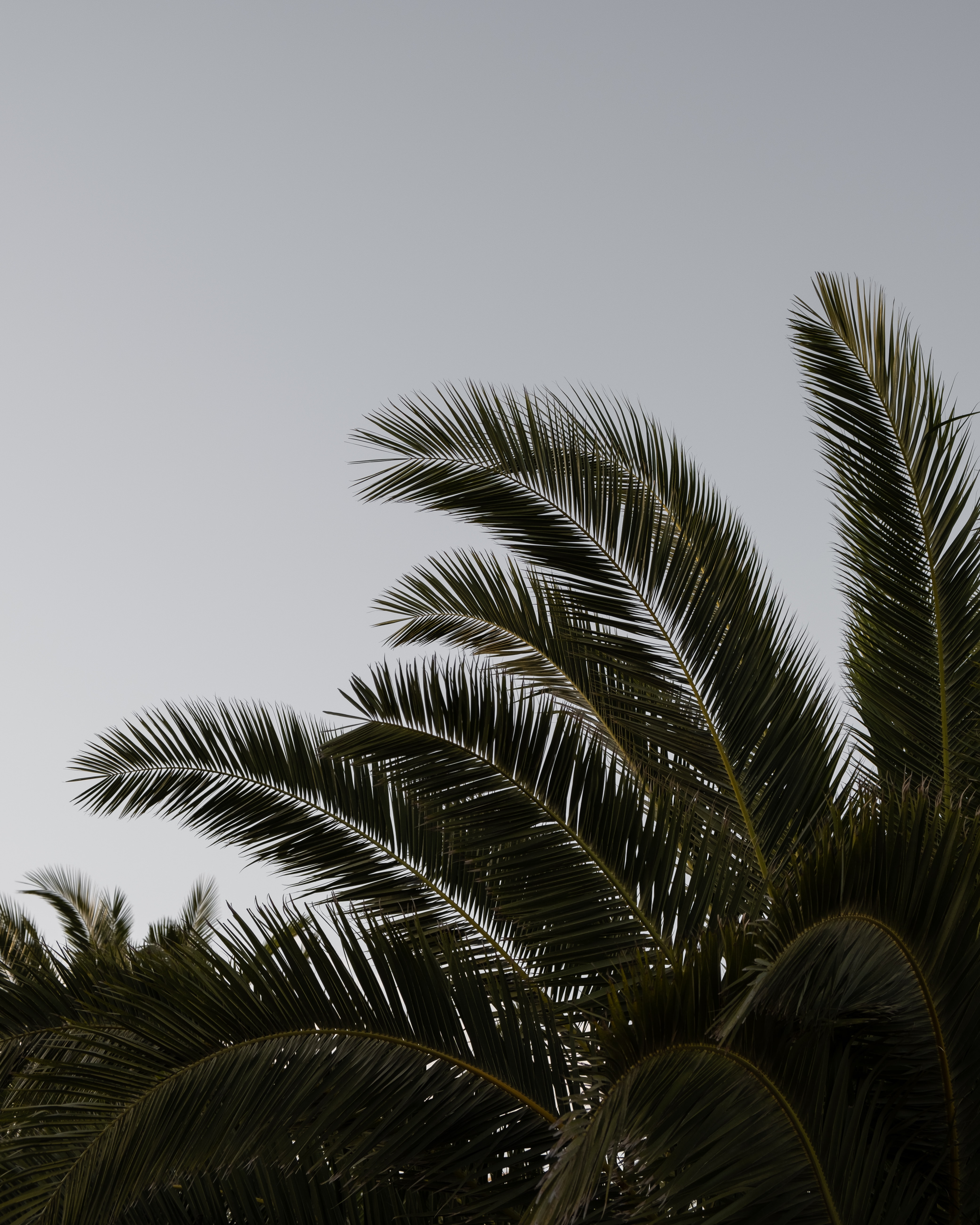 Free download wallpaper Nature, Plant, Palm, Branches, Leaves on your PC desktop