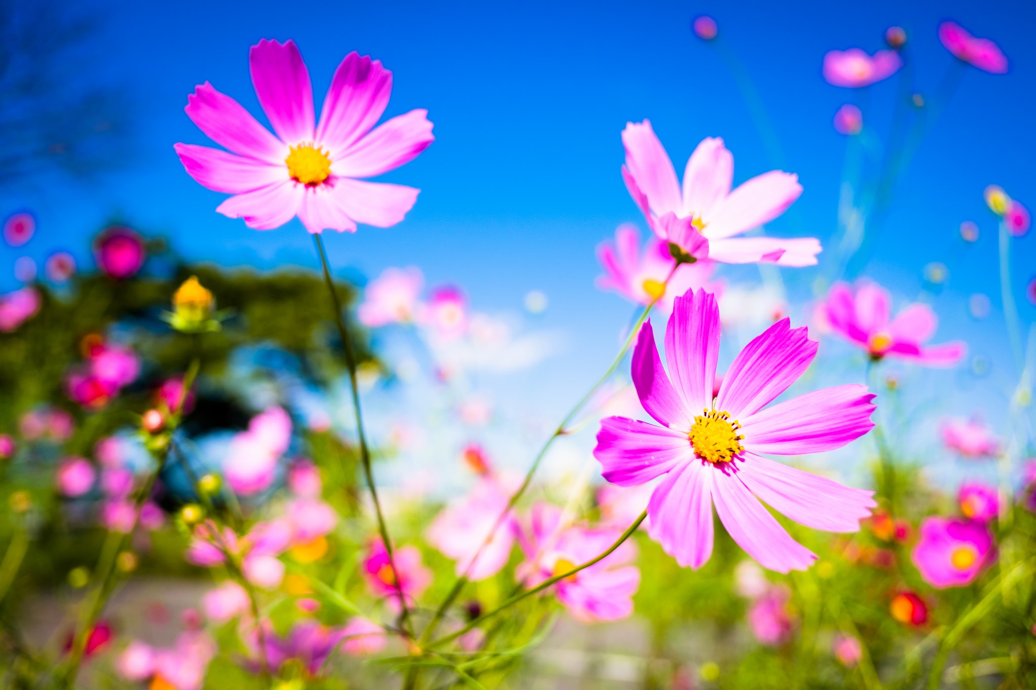 Download mobile wallpaper Nature, Flowers, Summer, Flower, Macro, Earth, Cosmos, Pink Flower for free.