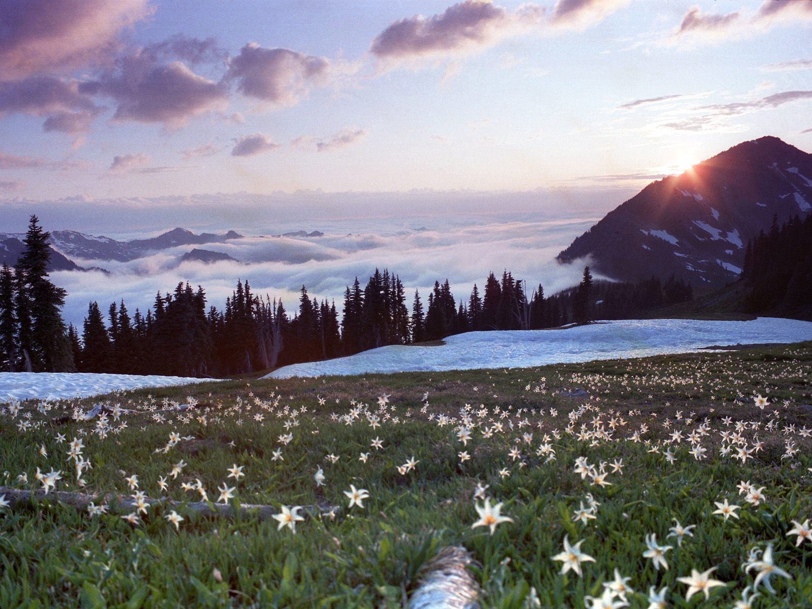 Laden Sie das Landschaft, Mountains, Pflanzen, Blumen, Schnee-Bild kostenlos auf Ihren PC-Desktop herunter