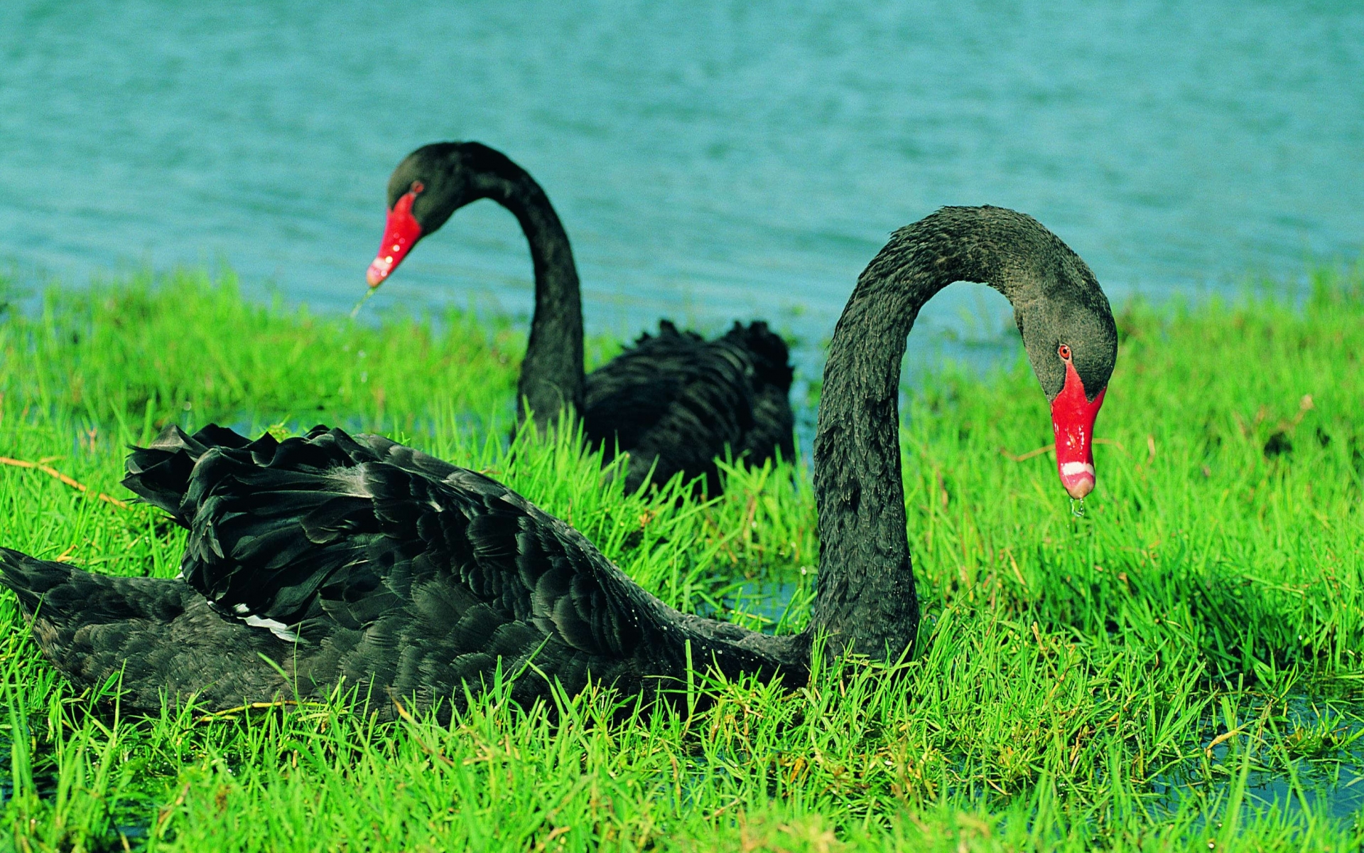 277351 descargar imagen animales, cisne negro, aves: fondos de pantalla y protectores de pantalla gratis
