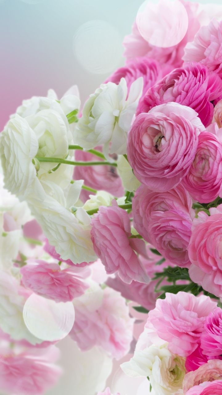 Скачати мобільні шпалери Квітка, Земля, Біла Квітка, Рожева Квітка, Ранункула, Флауерзи безкоштовно.